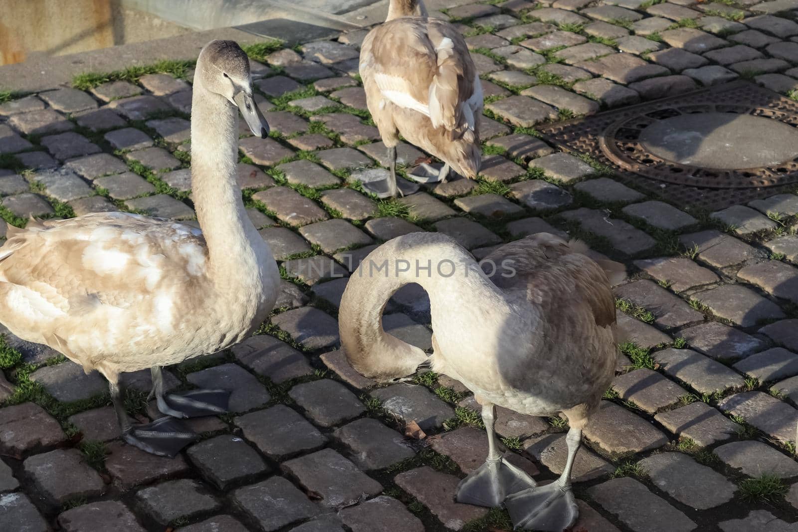 Swan walking on a cobblestone path close to the water in a port