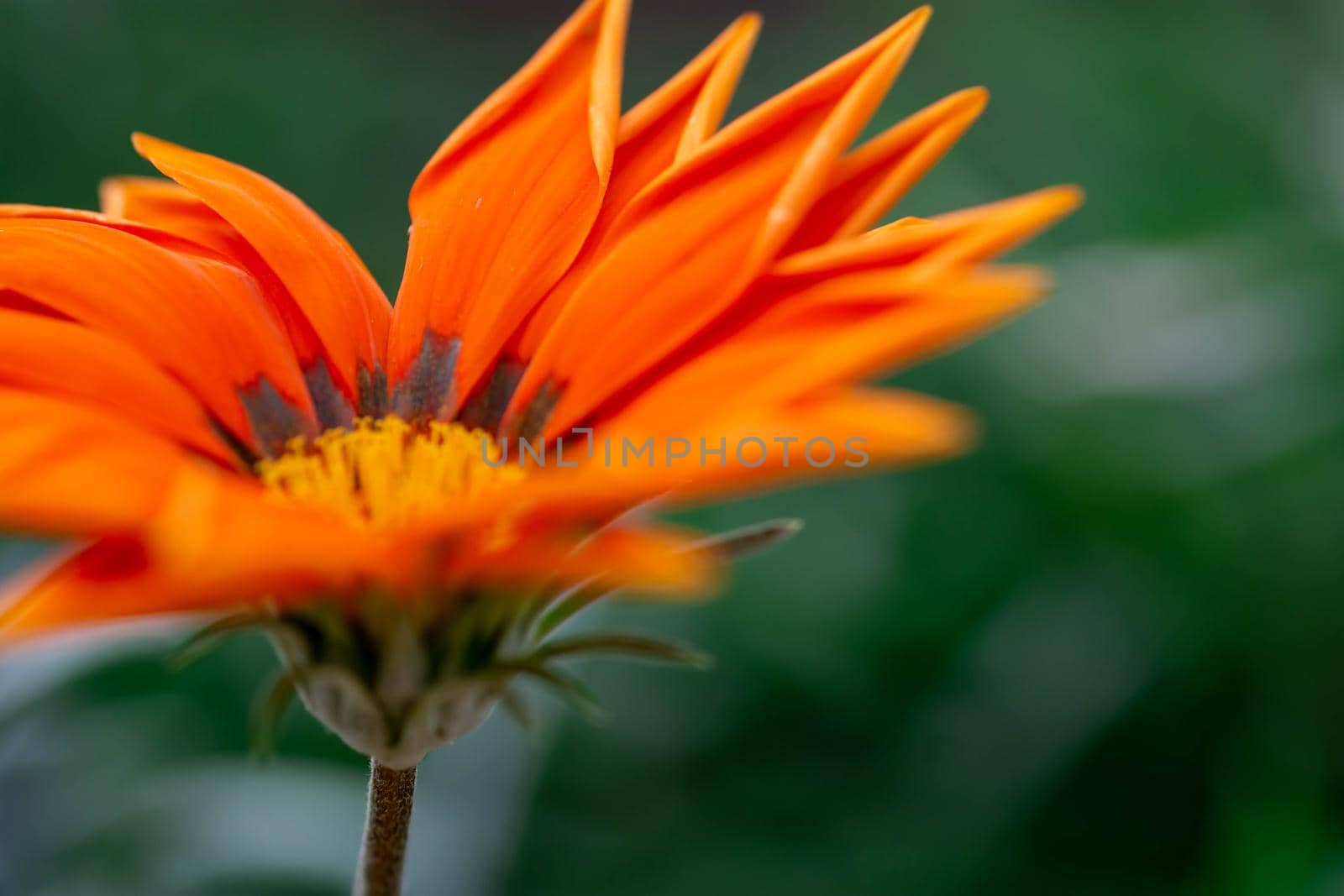 Macro shot of orange flower with blurry green background in a flower garden in Singapore