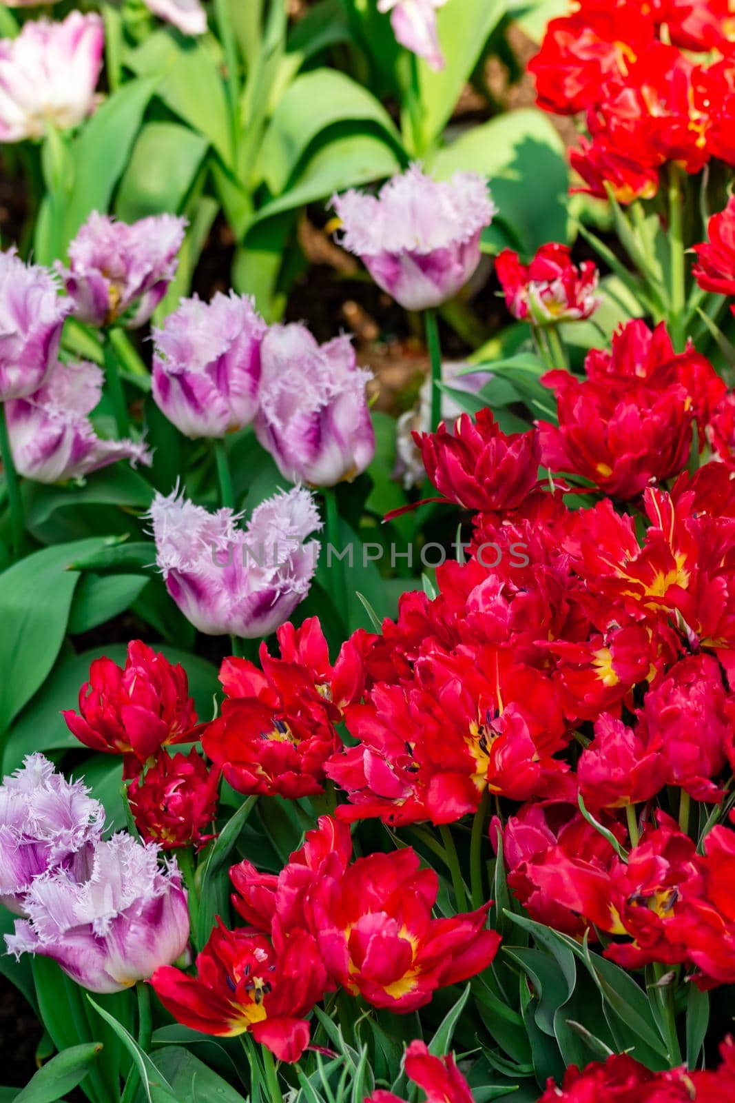 Red tulips with green blurry background in a flower garden in Singapore
