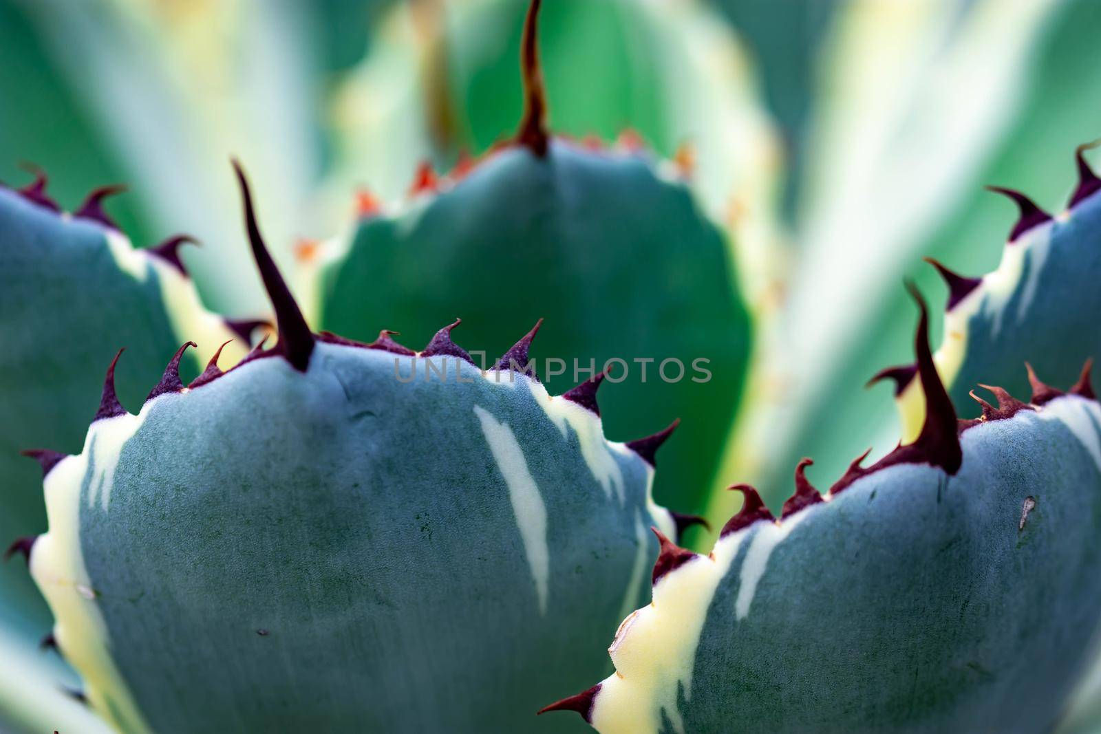 Macro shot of a green cacti or cactus and its thorns or spines in a flower garden in Singapore