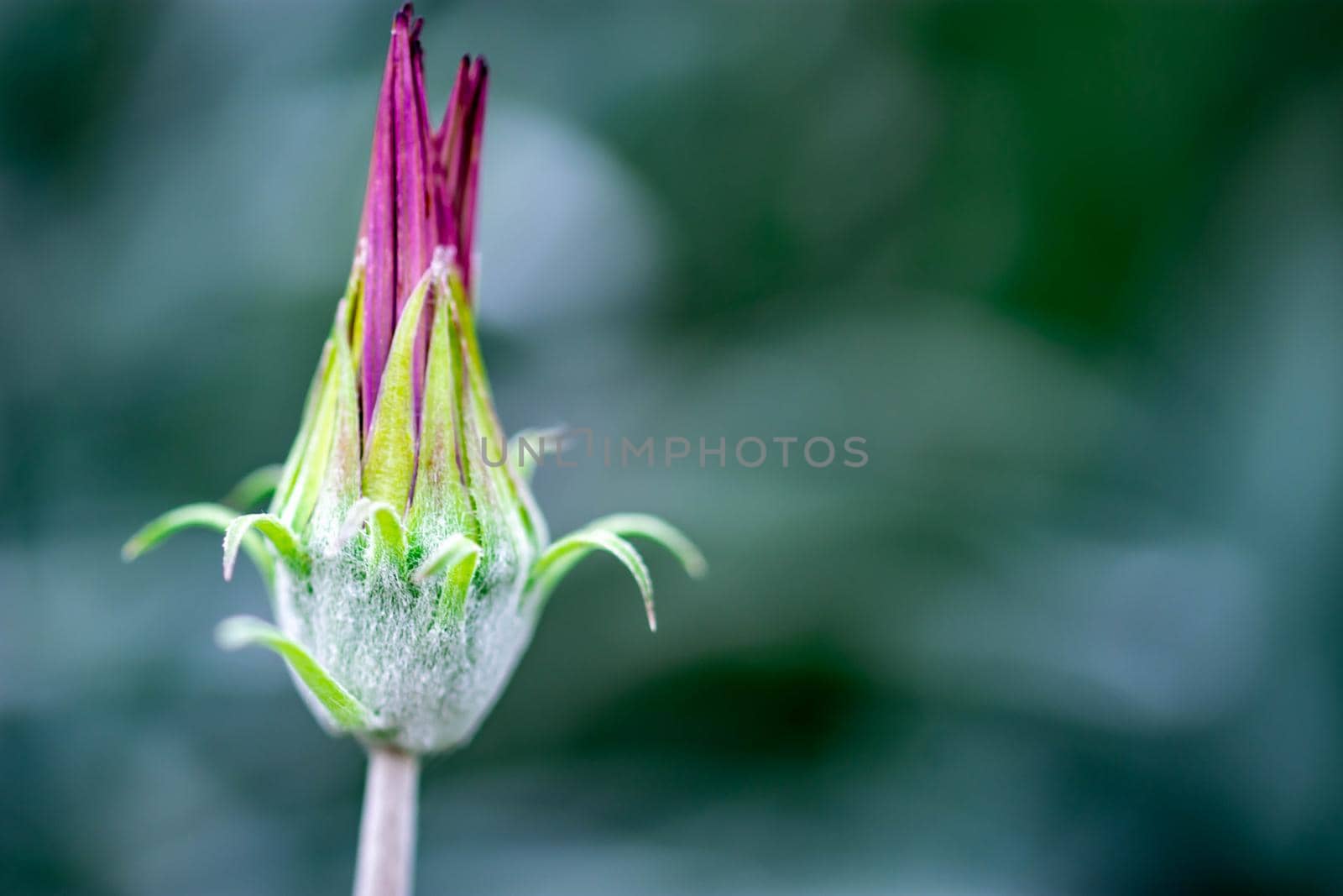 Macro shot of a purple and green flower with green blurry background in a flower garden in Singapore