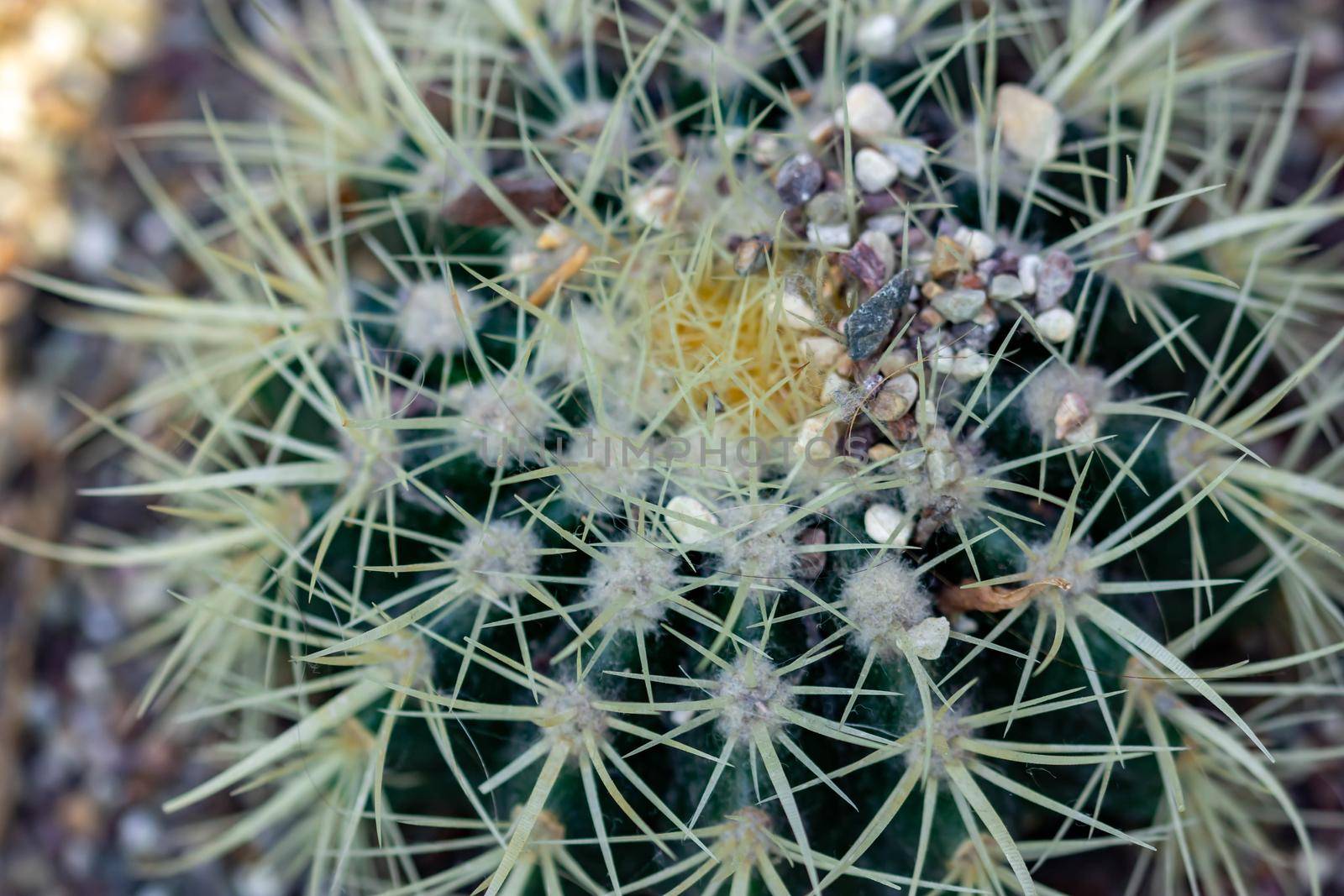 Macro shot of a green cacti or cactus and its thorns or spines in a flower garden in Singapore