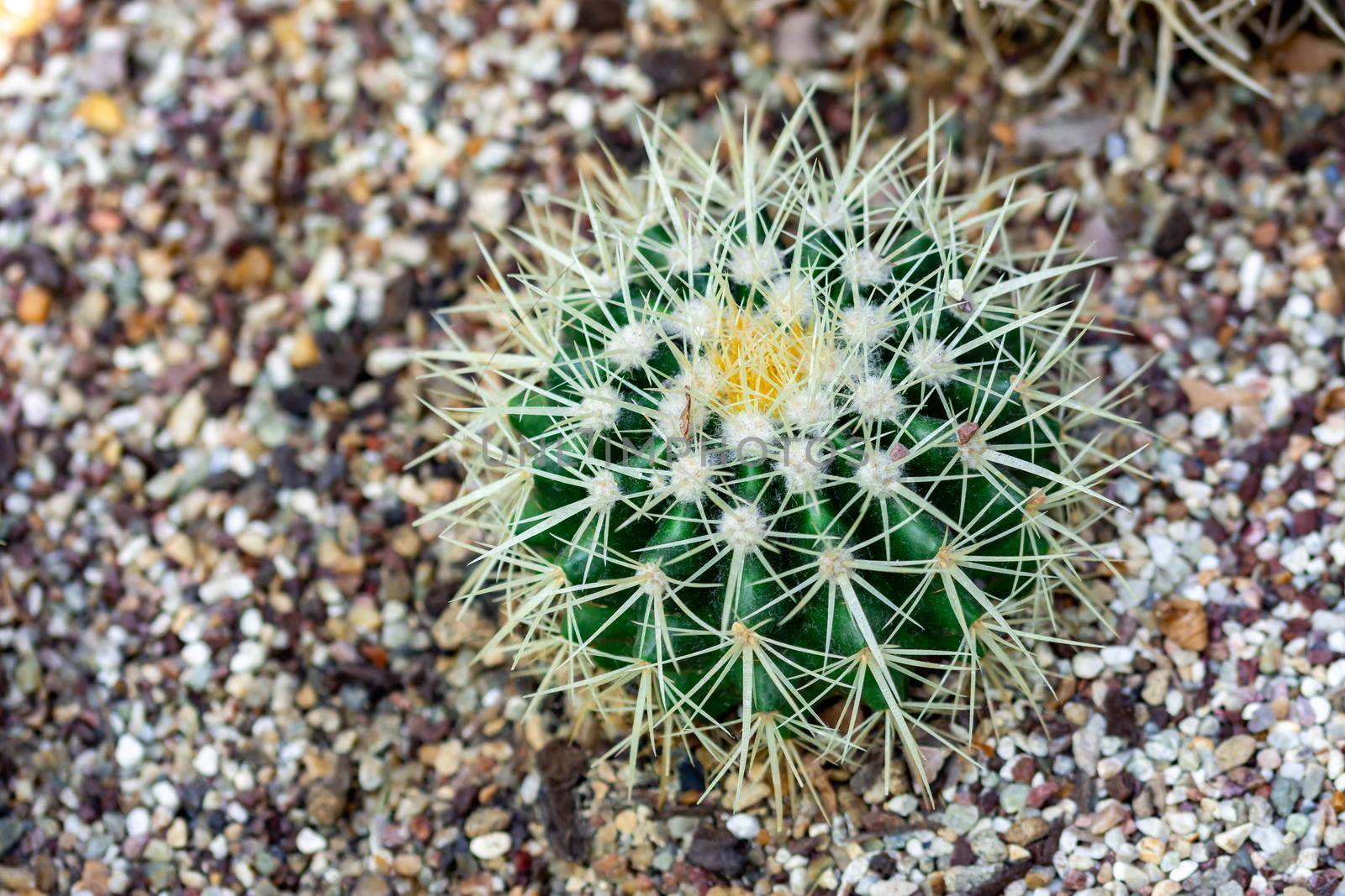 Macro shot of a green cacti or cactus and its thorns or spines in a flower garden in Singapore