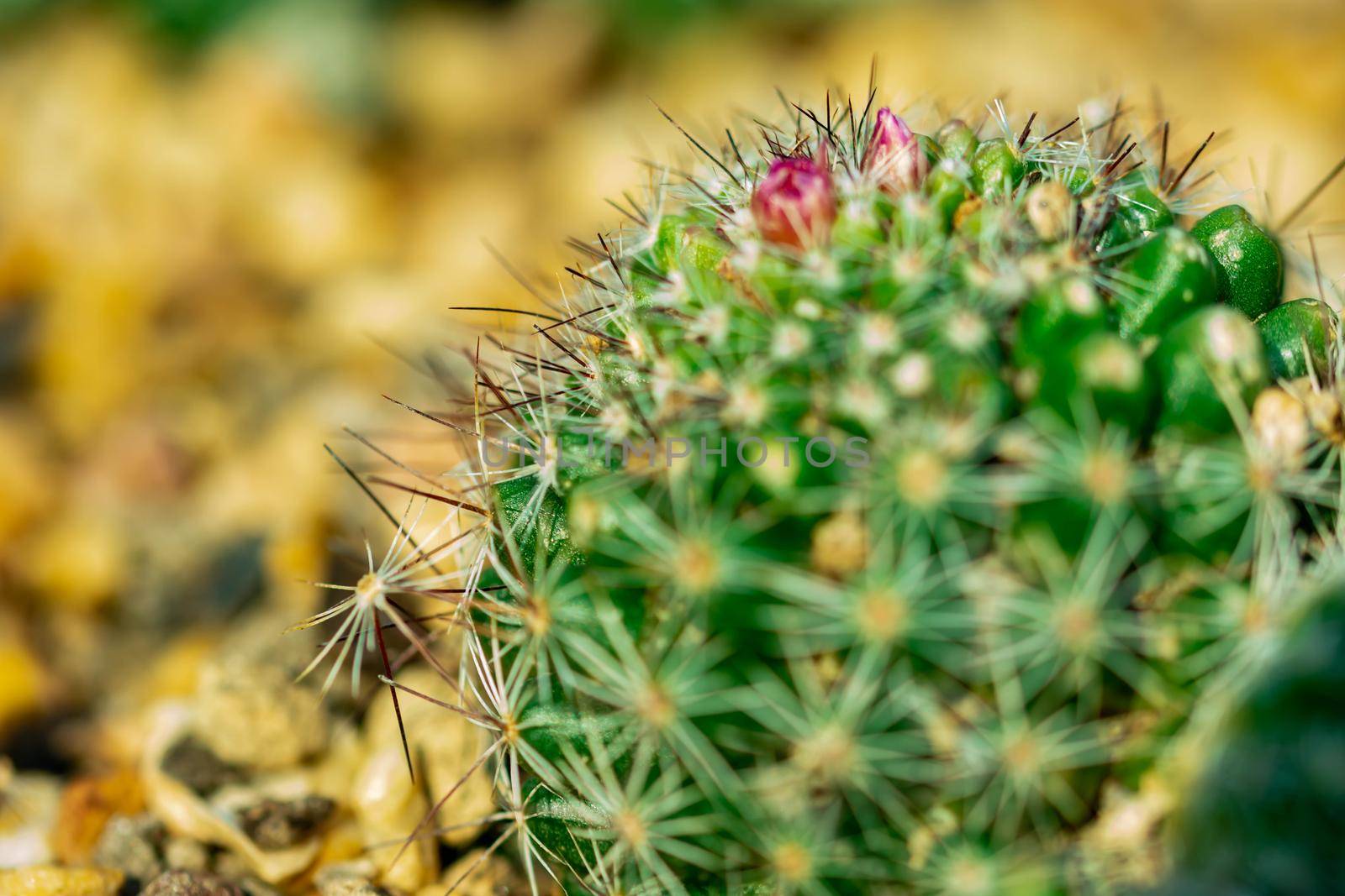 Macro shot of a green cacti or cactus and its thorns or spines in a flower garden in Singapore
