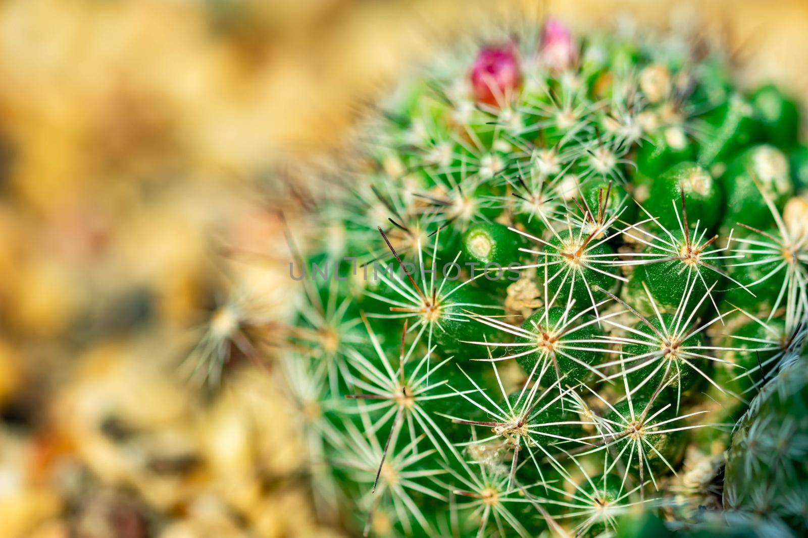 Macro shot of a green cacti or cactus and its thorns or spines in a flower garden in Singapore