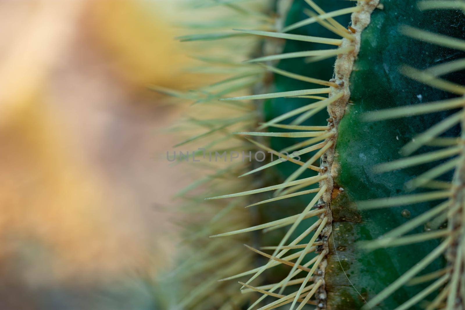 Macro shot of a green cacti or cactus and its thorns or spines in a flower garden in Singapore