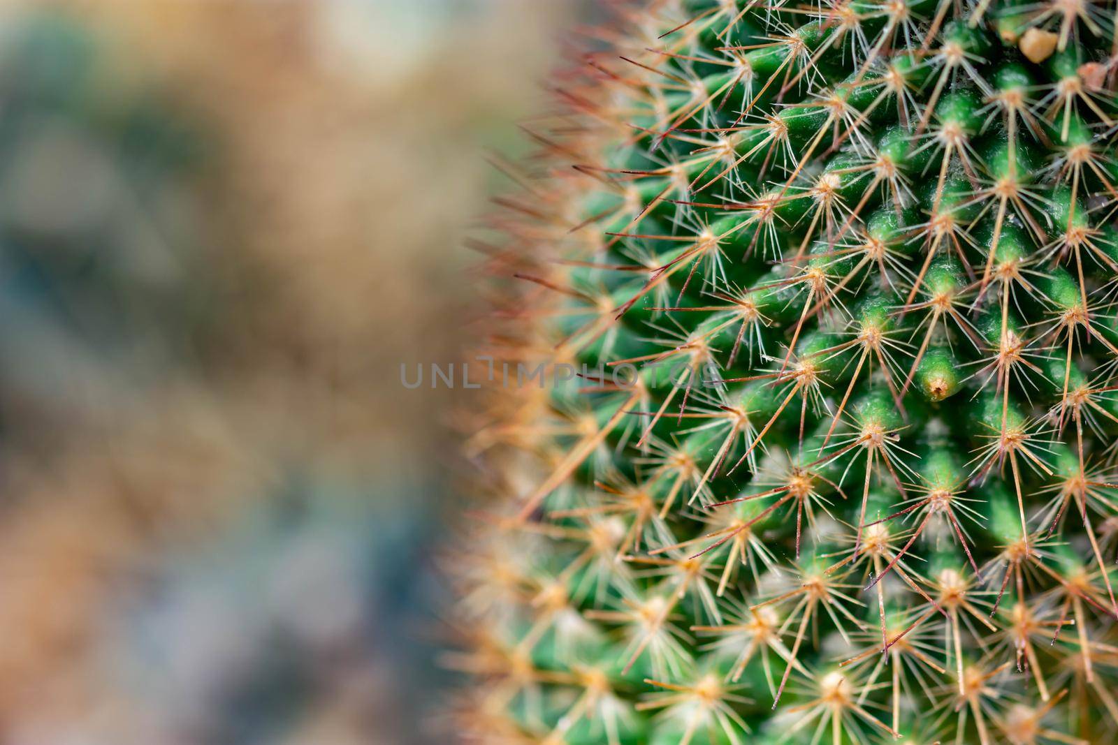 Macro shot of a green cacti or cactus and its thorns or spines in a flower garden in Singapore