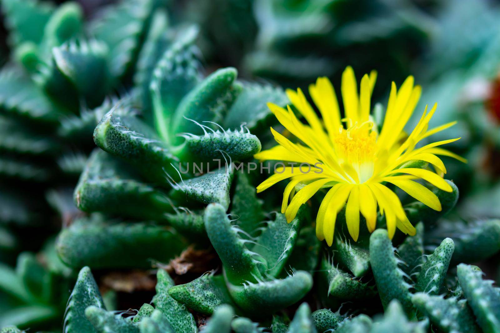 Macro shot of a green cacti or cactus and its thorns or spines in a flower garden in Singapore