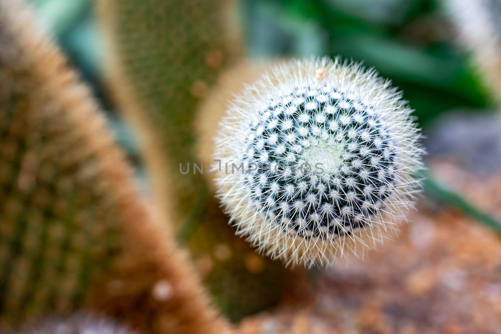 Macro shot of a green cacti or cactus and its thorns or spines in a flower garden in Singapore