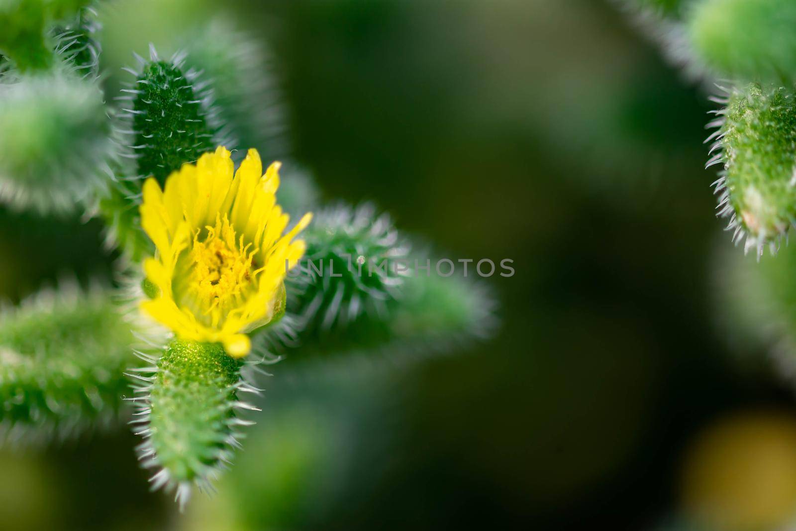 Macro shot of a green cacti or cactus and its thorns or spines in a flower garden in Singapore