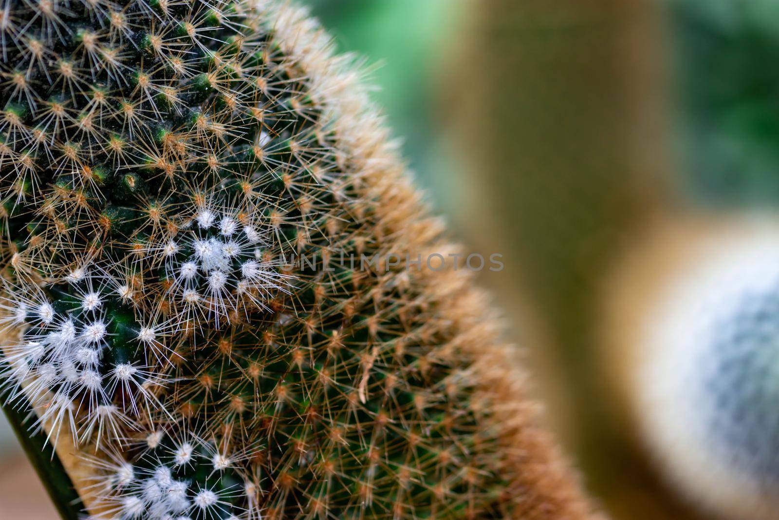 Macro shot of a green cacti or cactus and its thorns or spines in a flower garden in Singapore