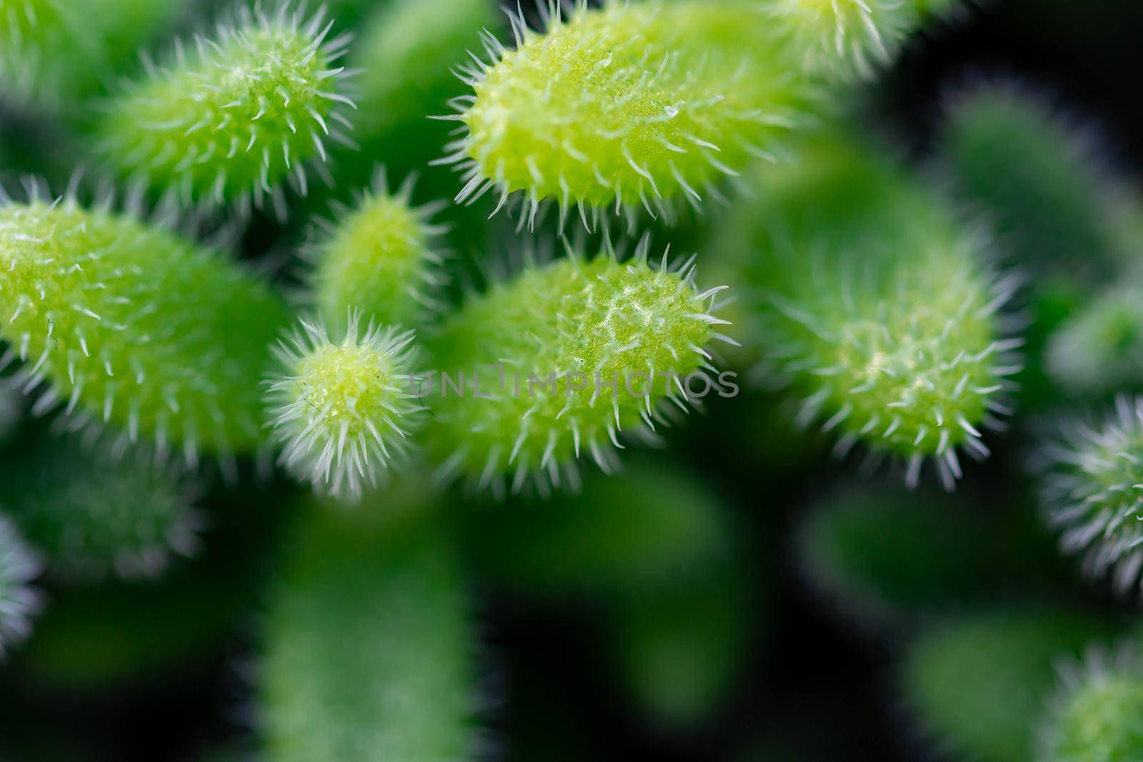 Macro shot of a green cacti or cactus and its thorns or spines in a flower garden in Singapore