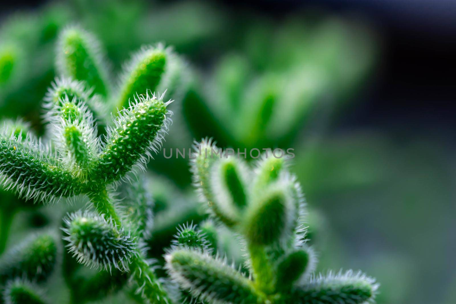 Macro shot of a green cacti or cactus and its thorns or spines in a flower garden in Singapore