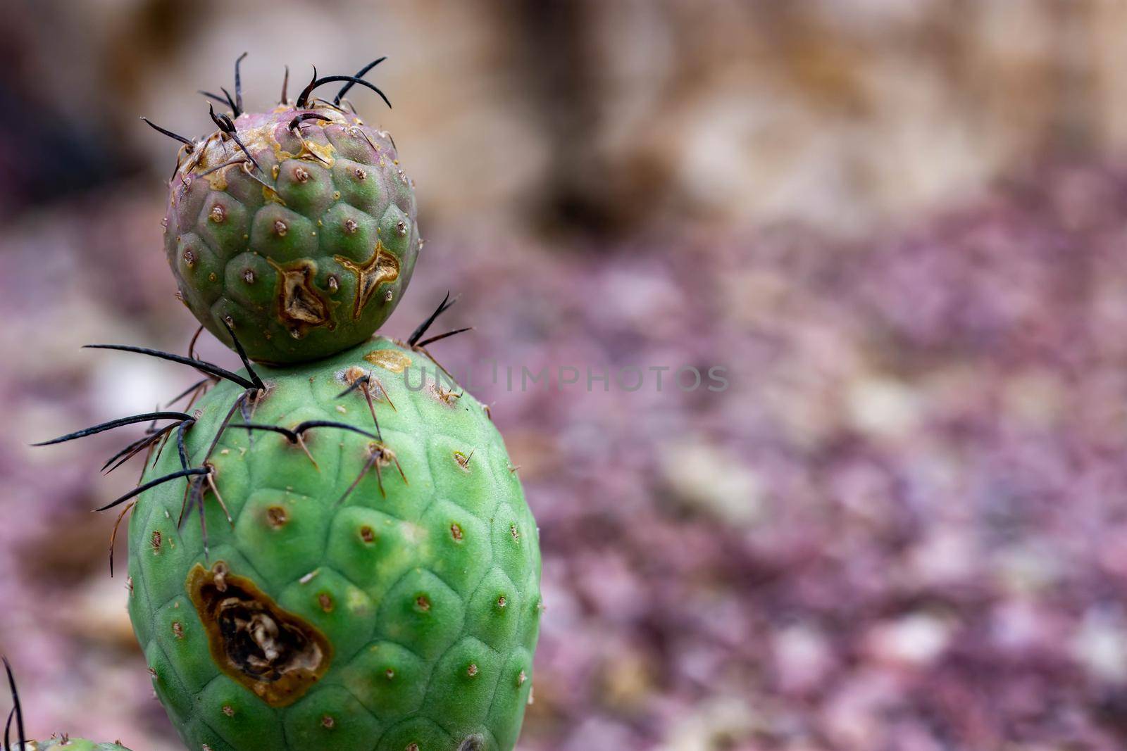 Macro shot of a green cacti or cactus and its thorns or spines in a flower garden in Singapore