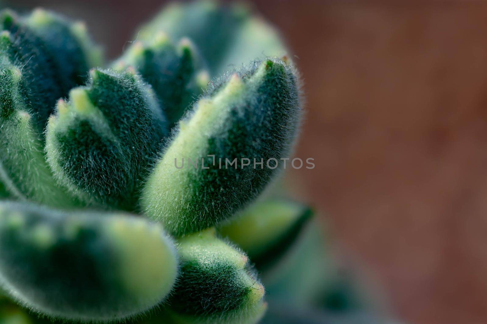 Macro shot of a green cacti or cactus and its thorns or spines in a flower garden in Singapore