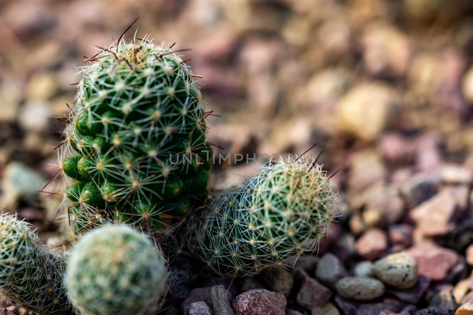 Macro shot of a green cacti or cactus and its thorns or spines in a flower garden in Singapore