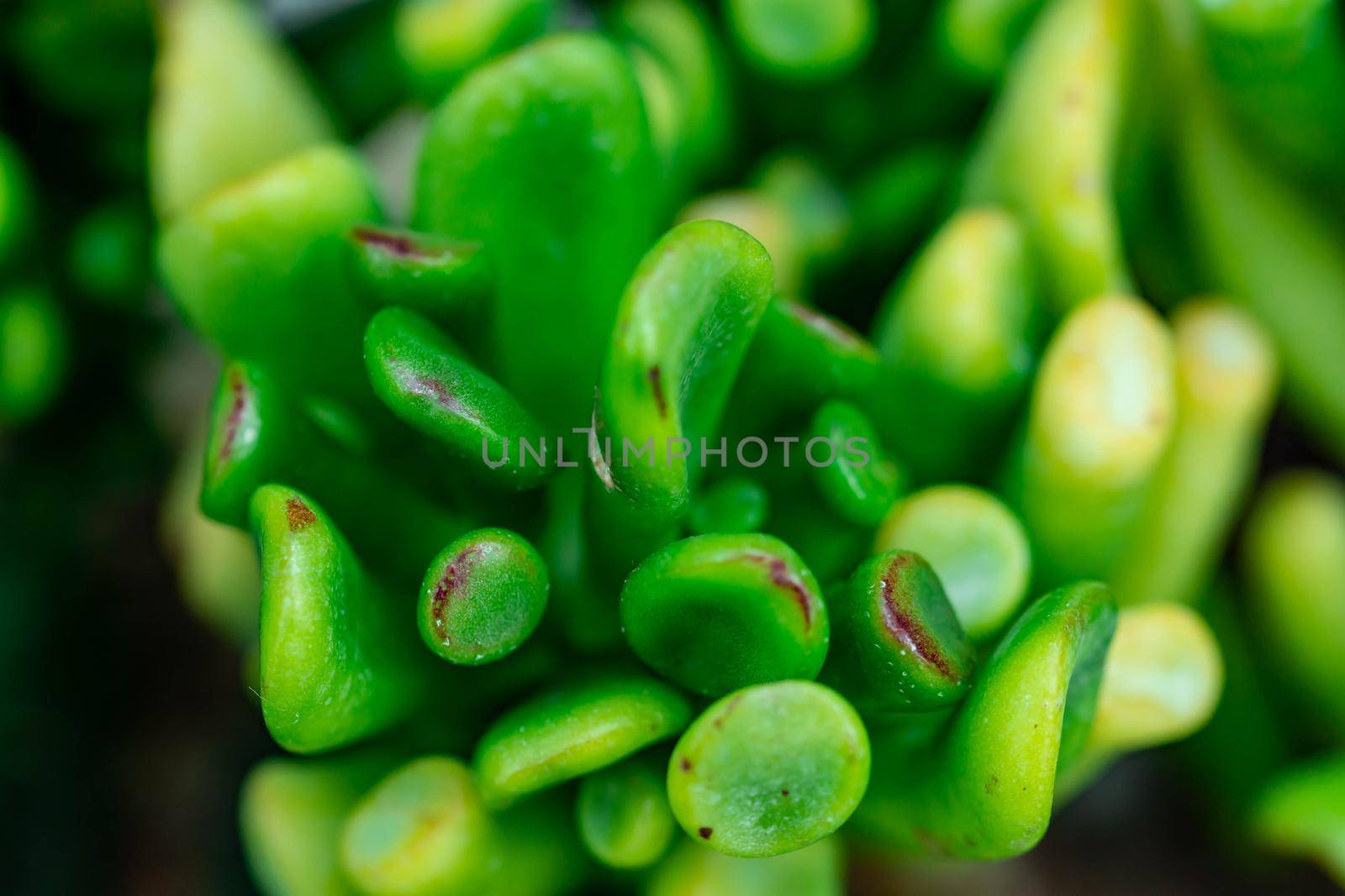 Macro shot of a green cacti or cactus and its thorns or spines in a flower garden in Singapore