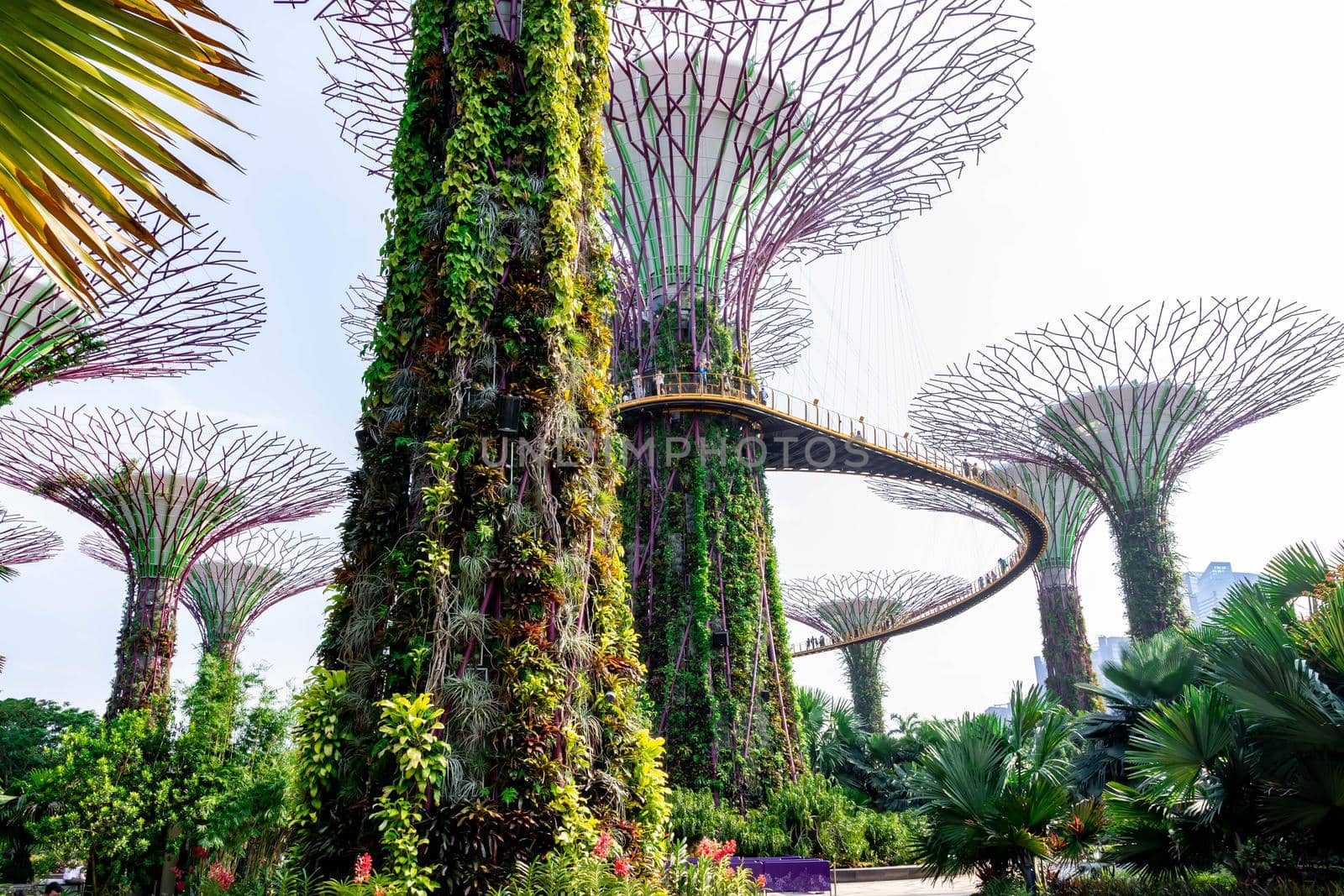 supertree Singapore gardens by the bay, Singapore, Oct 12, 2018