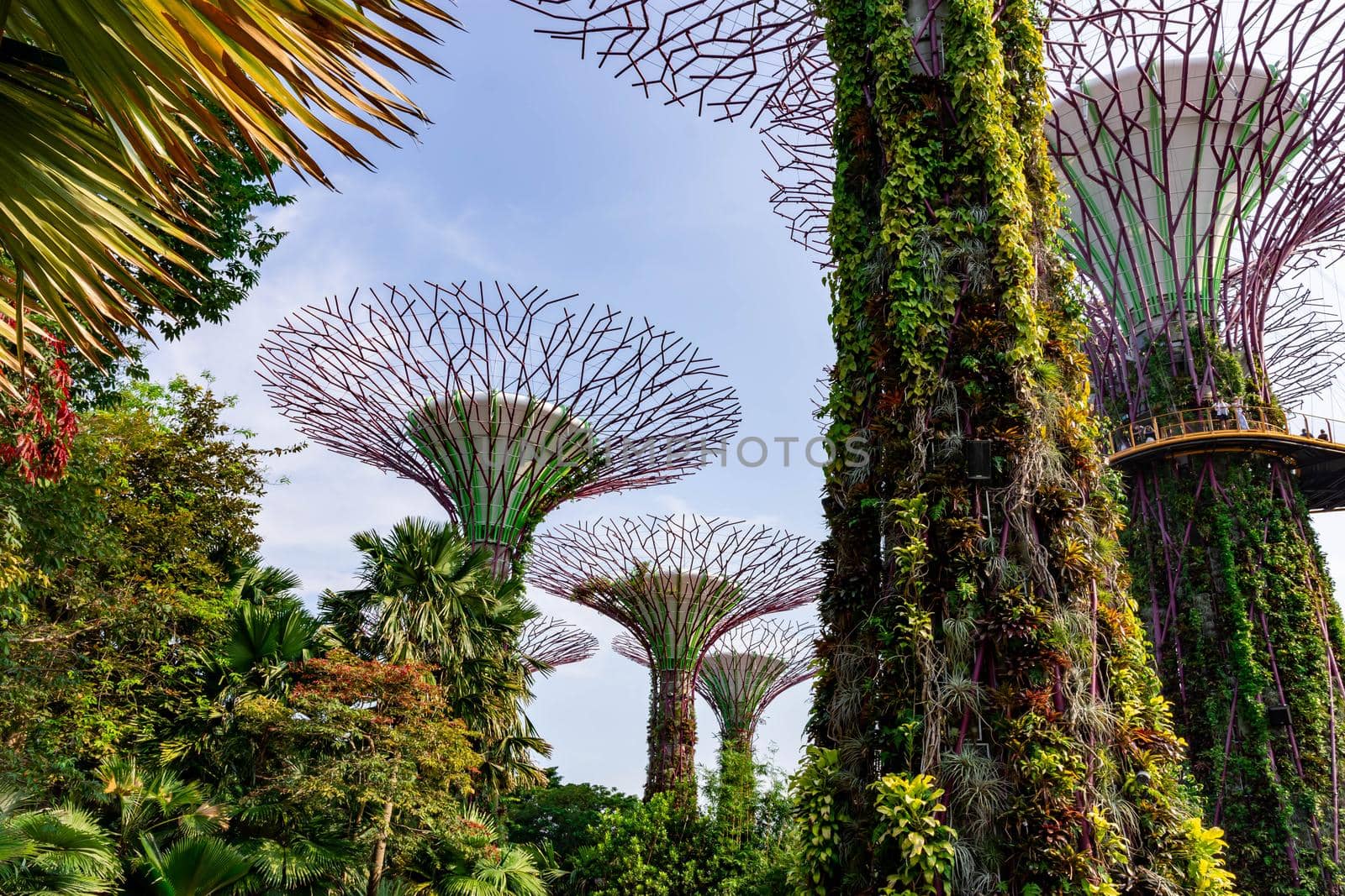 supertree Singapore gardens by the bay, Singapore, Oct 12, 2018