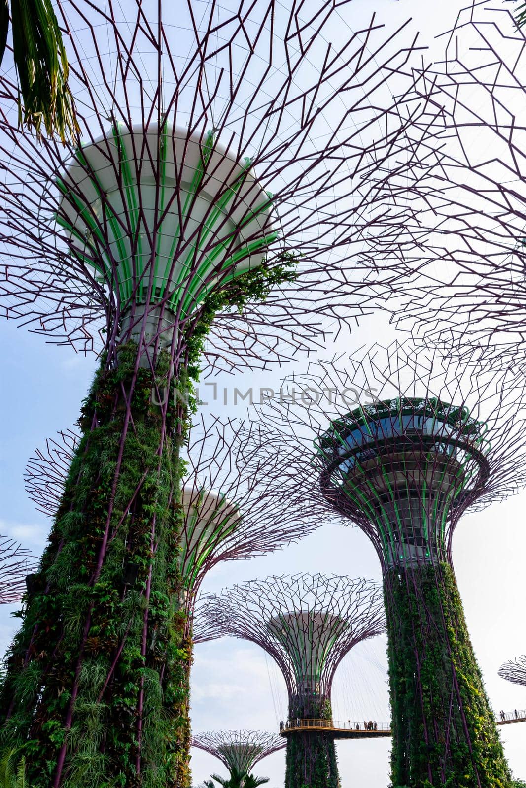 supertree Singapore gardens by the bay, Singapore, Oct 12, 2018