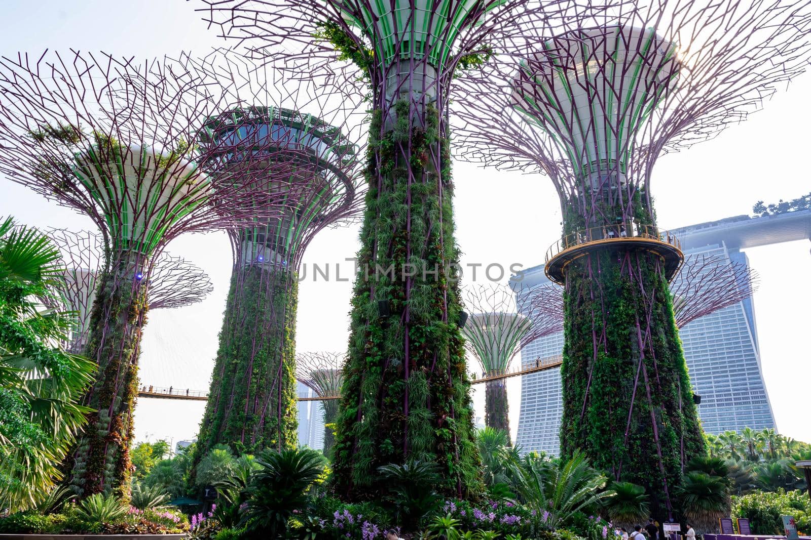 supertree Singapore gardens by the bay, Singapore, Oct 12, 2018