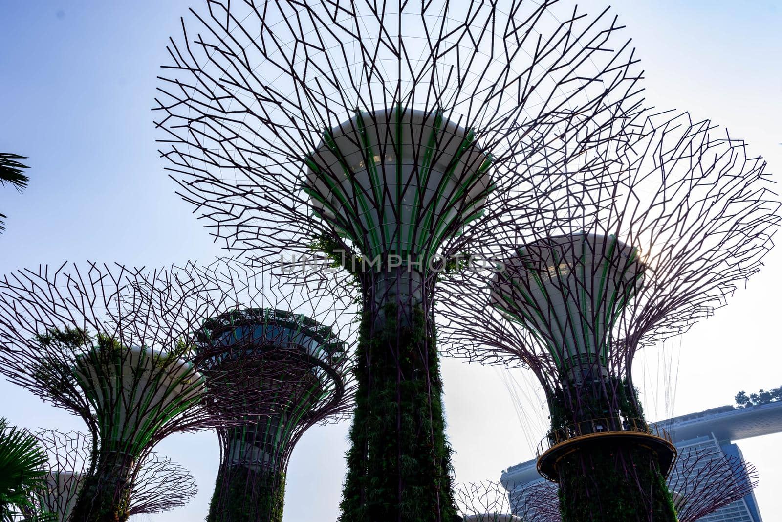 supertree Singapore gardens by the bay, Singapore, Oct 12, 2018