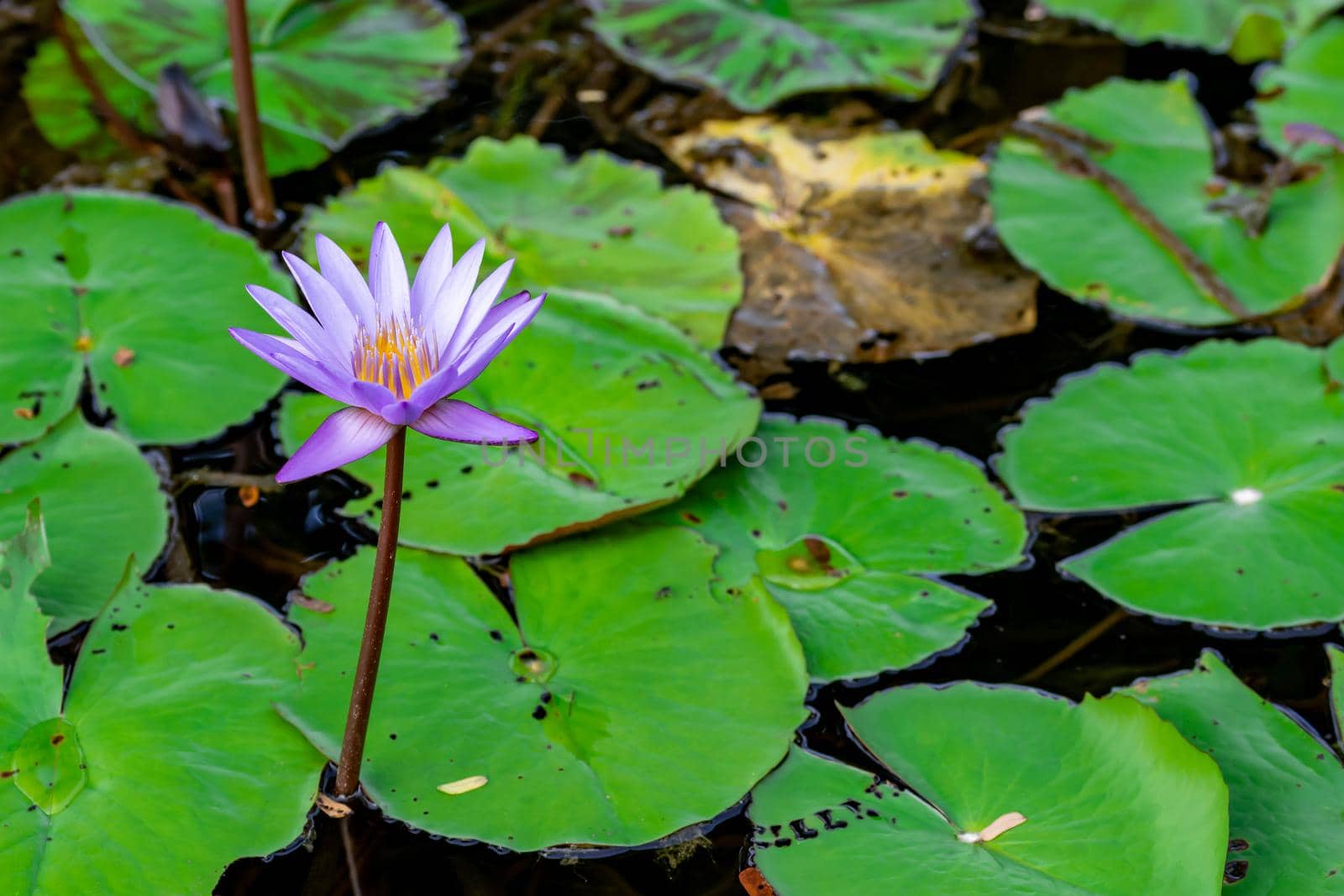 Macro closeup shot of a purple lily flower on a pond. Beautiful purple waterlily flower