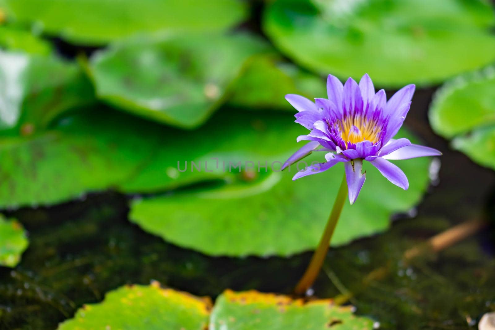 Macro closeup shot of a purple lily flower on a pond. Beautiful purple waterlily flower