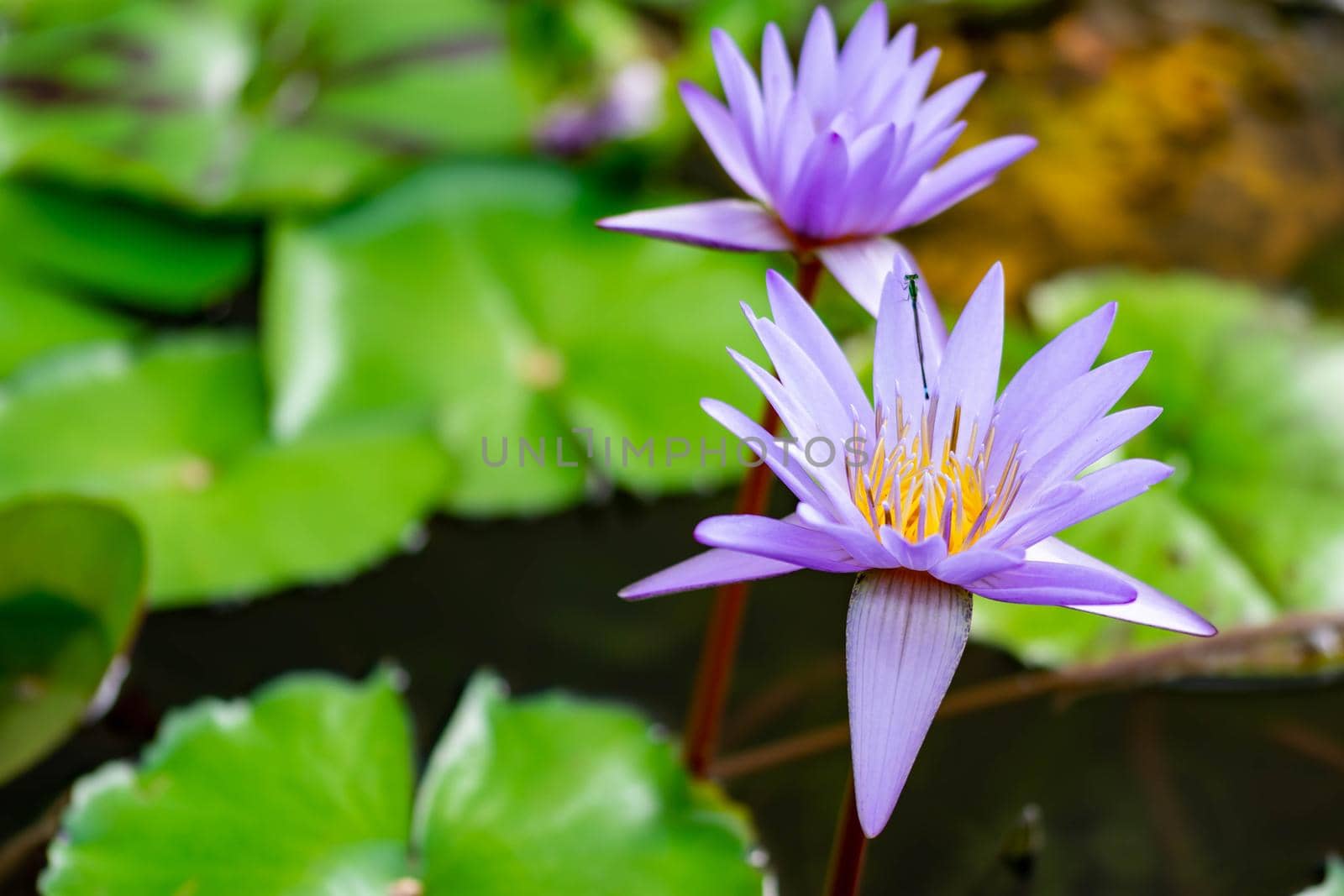 Macro closeup shot of a purple lily flower on a pond. Beautiful purple waterlily flower