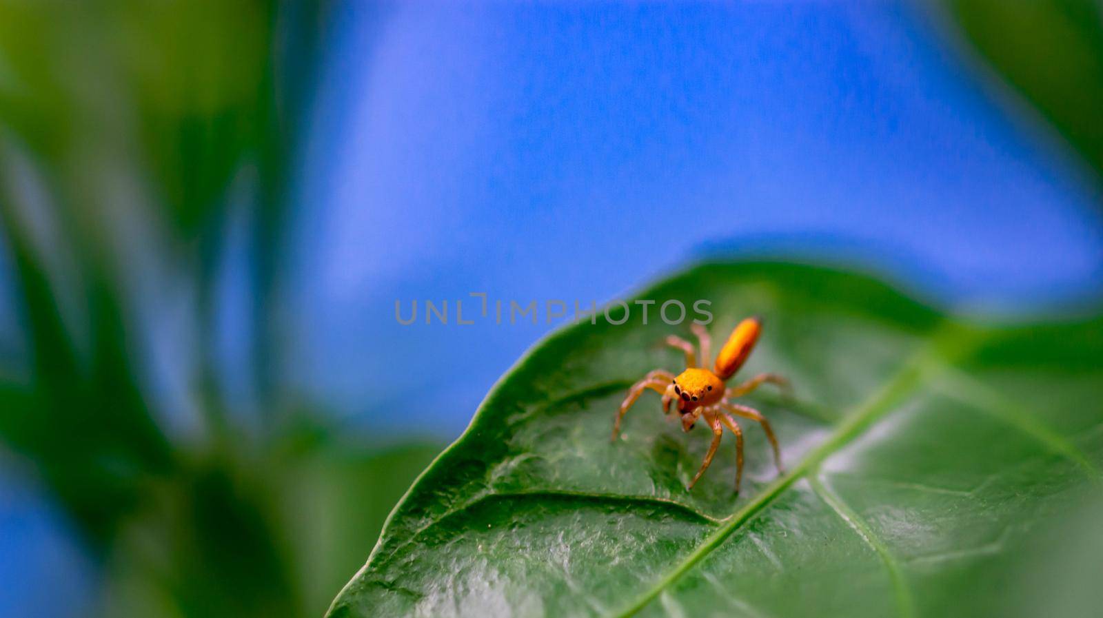 Macro shot of a jumping spider while on a leaf