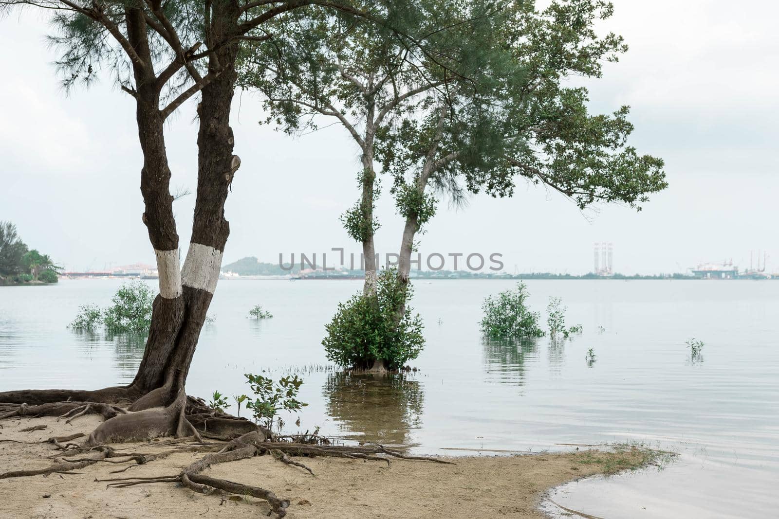 Trees in a beach with ocean water and mountain background with blue sky