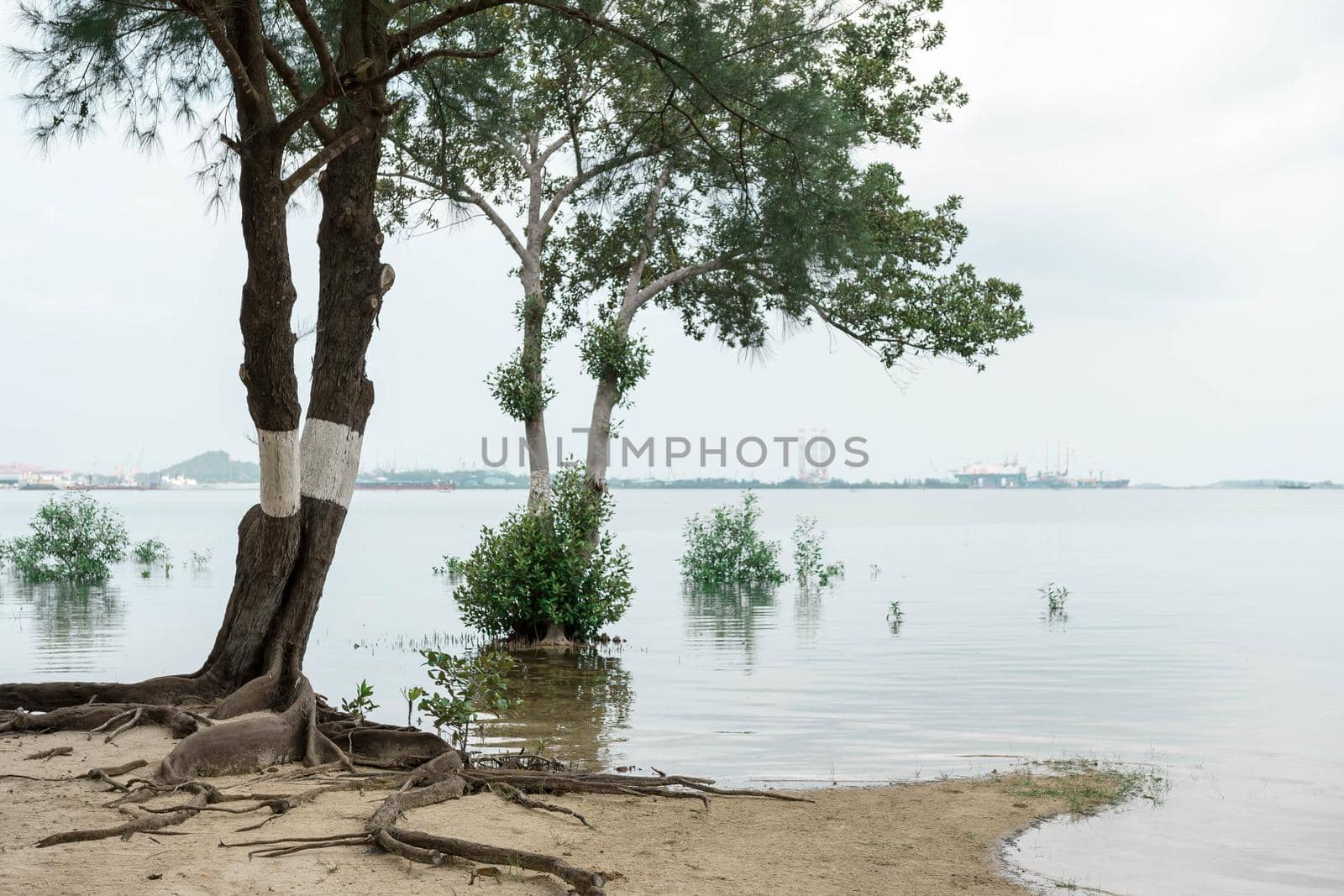 Trees in a beach with ocean water and mountain background with blue sky