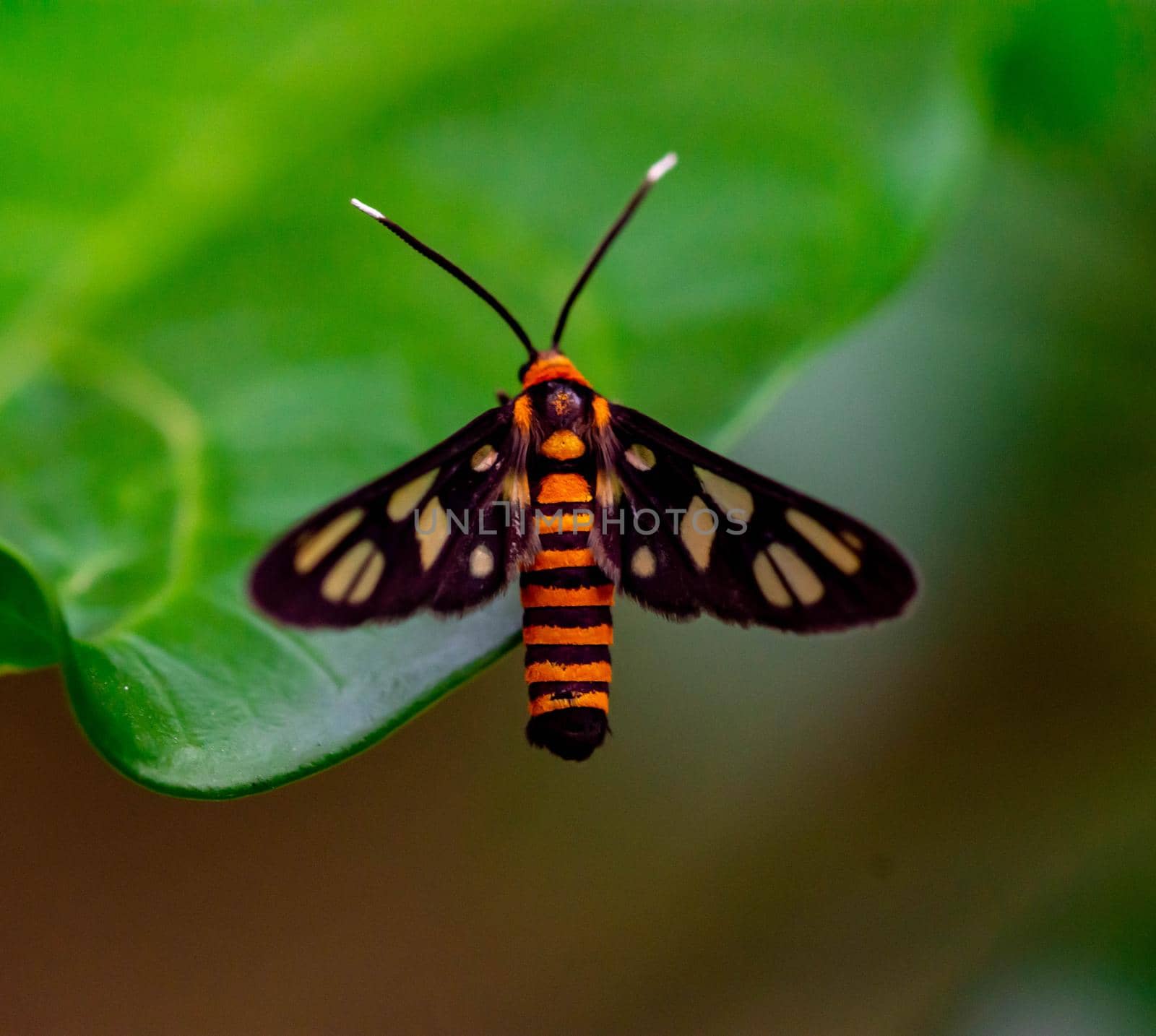 Macro shot of a Orange moth while on a leaf
