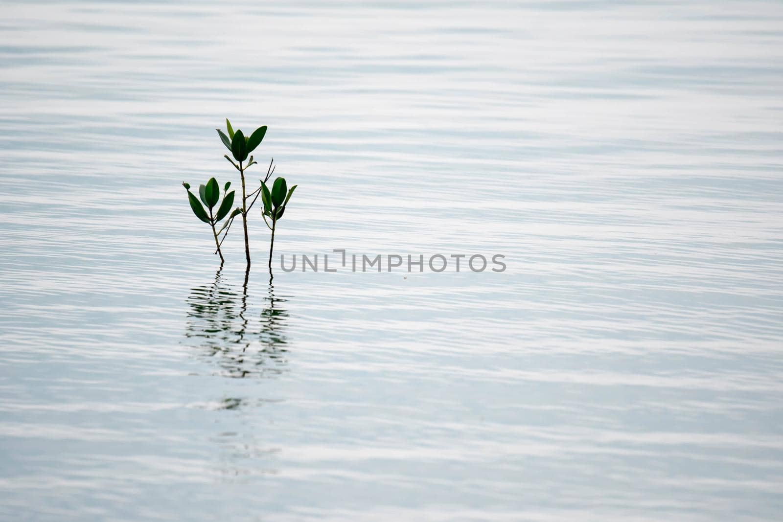 Small plants isolated in the waters in a beach