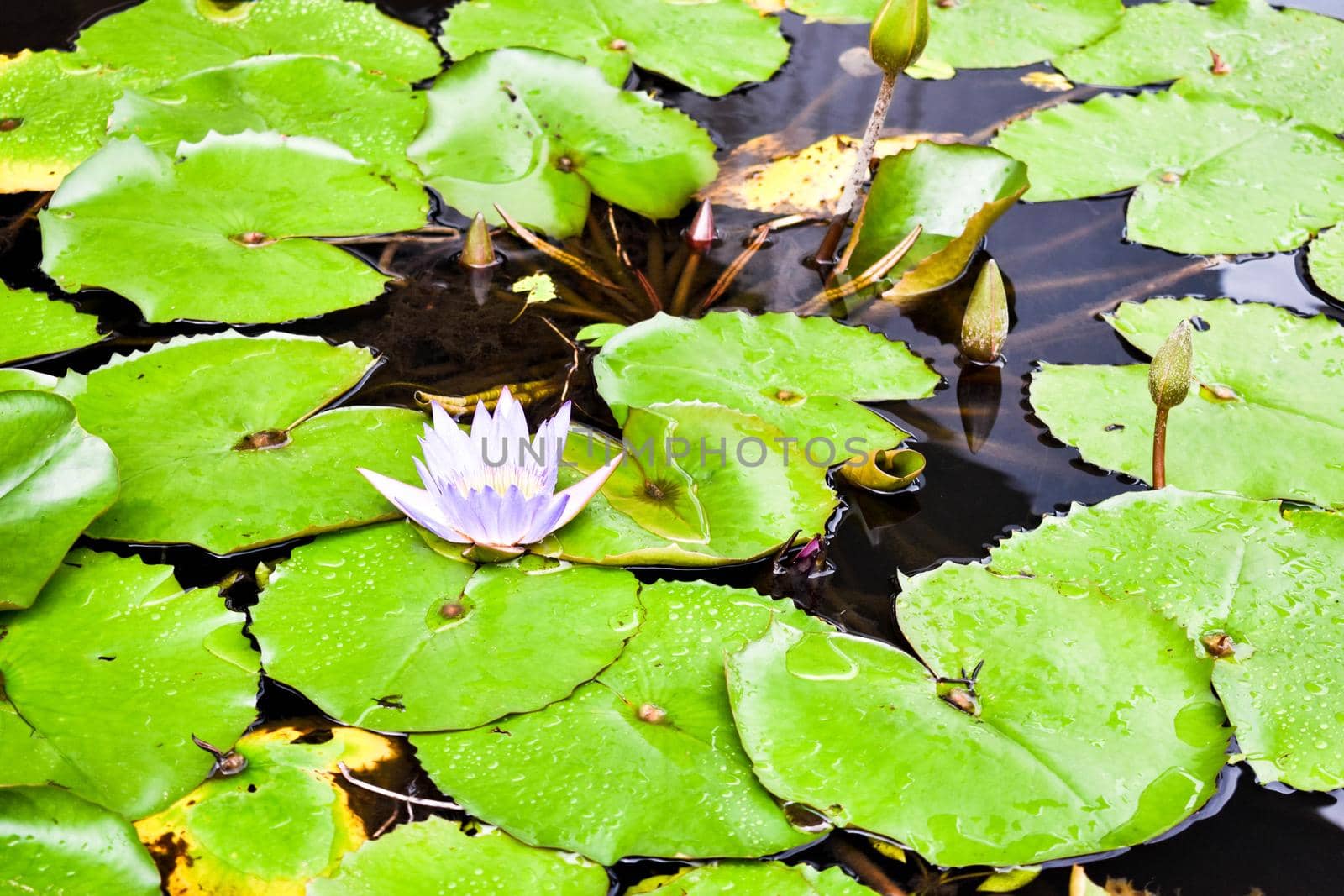 Singapore botanical garden and park