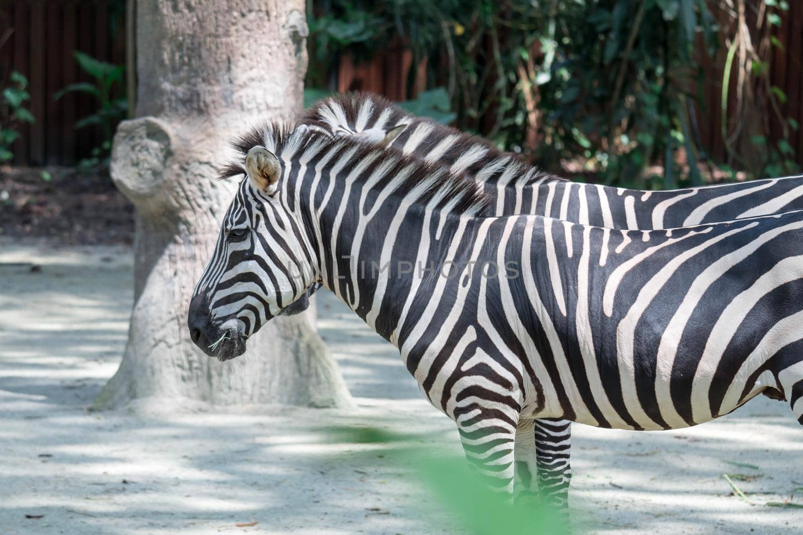 Zebra close up shot while eating grass in a zoo