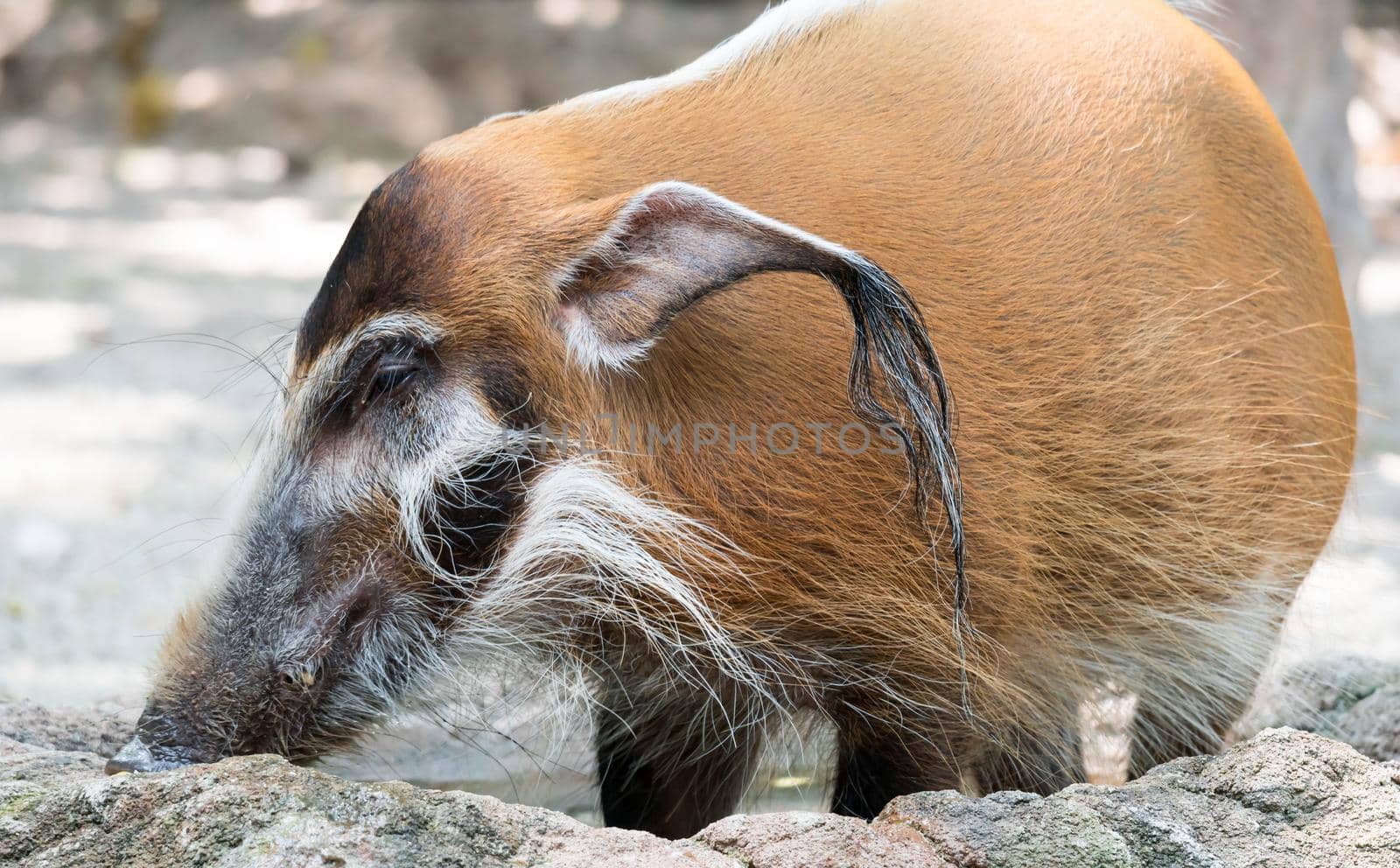 African golden boar or pig while looking for food on soil in a zoo