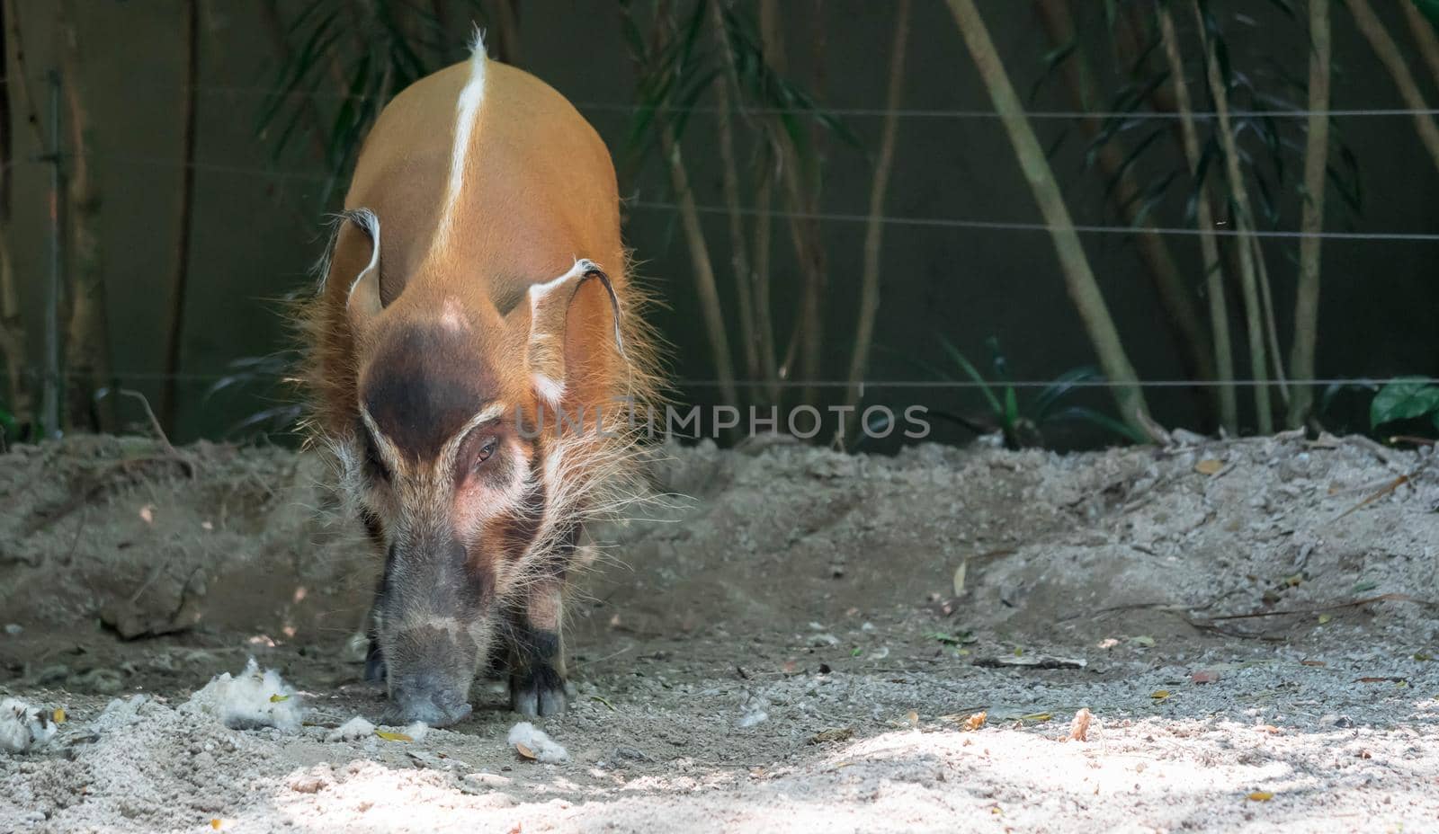 African golden boar or pig while looking for food on soil in a zoo