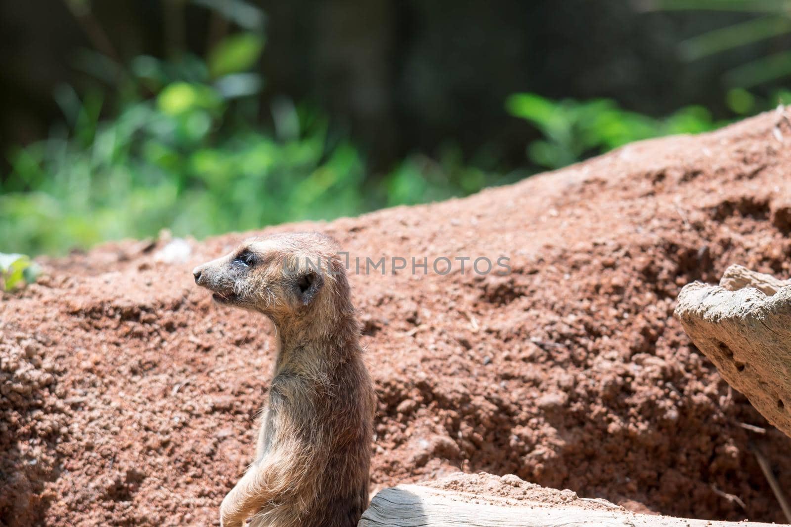 Meerkat while on a bark and observing looking around