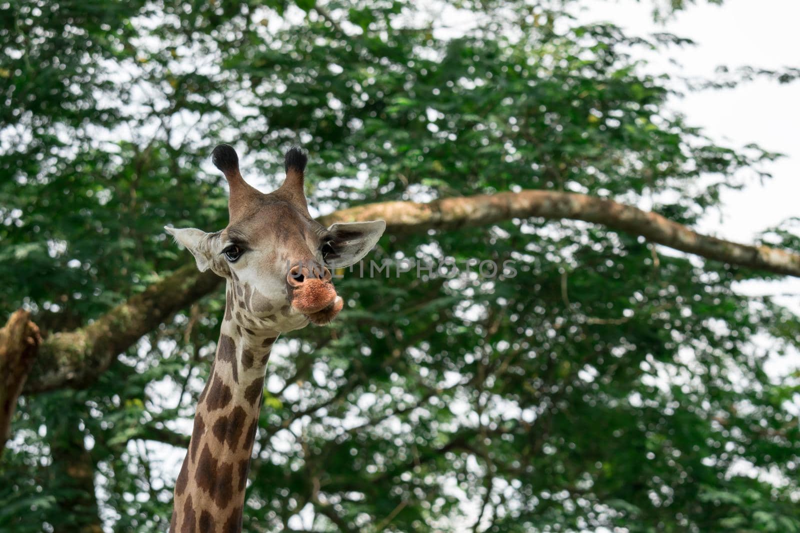 Giraffes head cloe up shot whle eating green background in a zoo