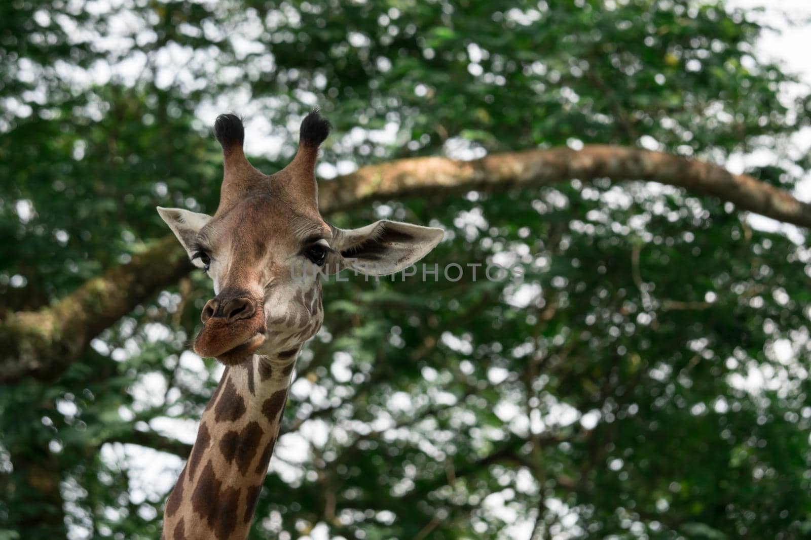 Giraffes head cloe up shot whle eating green background in a zoo