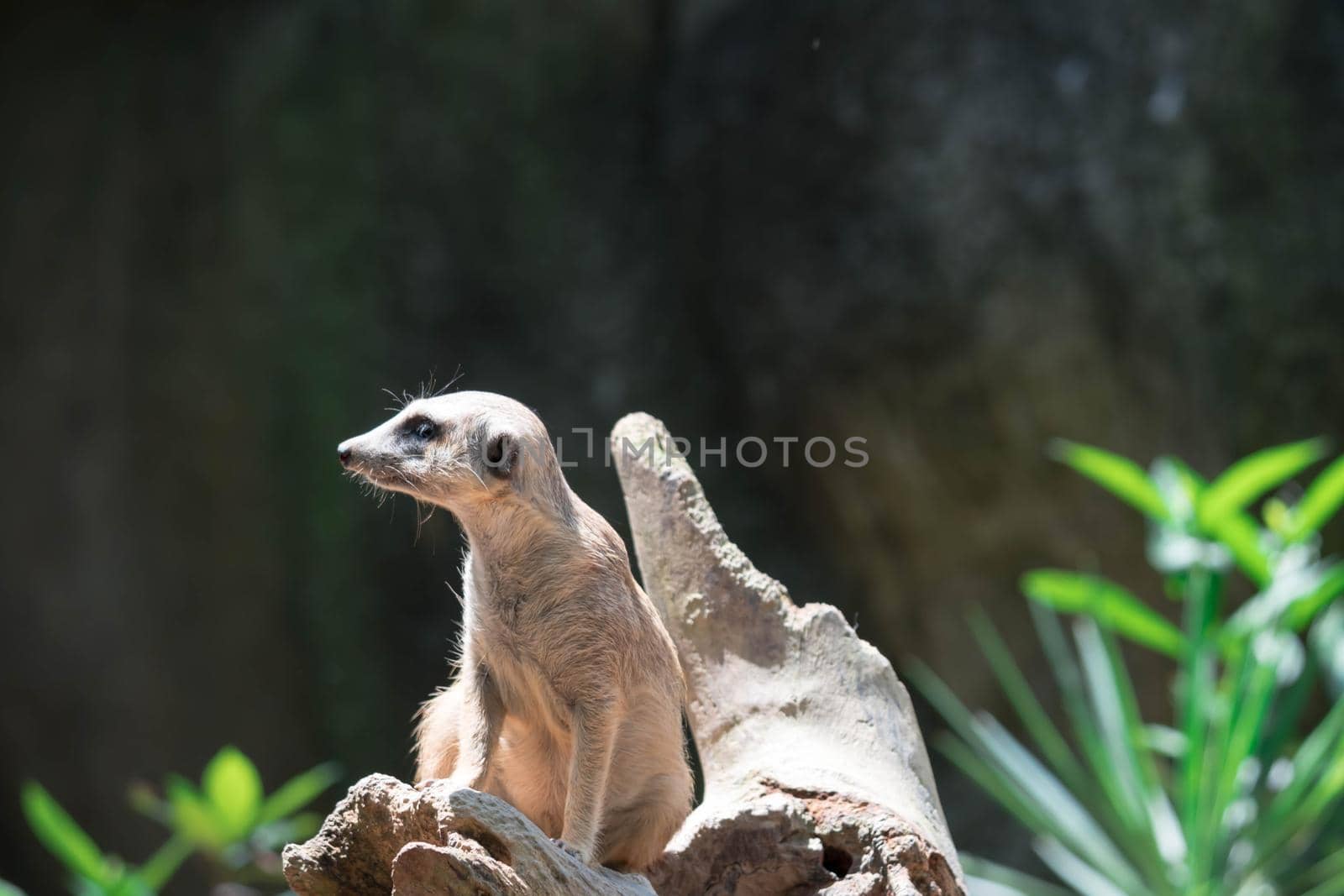 Meerkat while on a bark and observing looking around