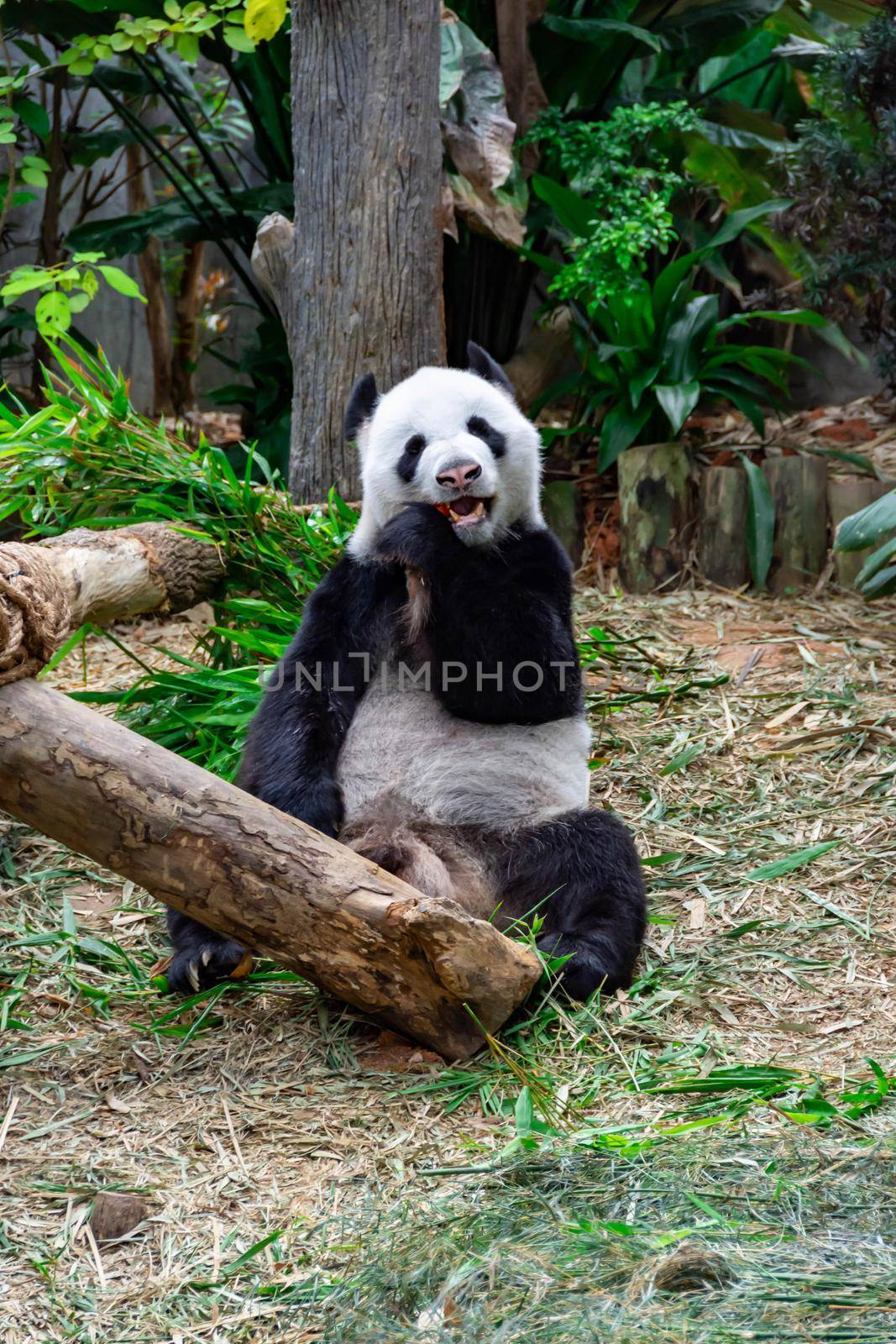 A cute panda bear while eating bamboo inside a zoo
