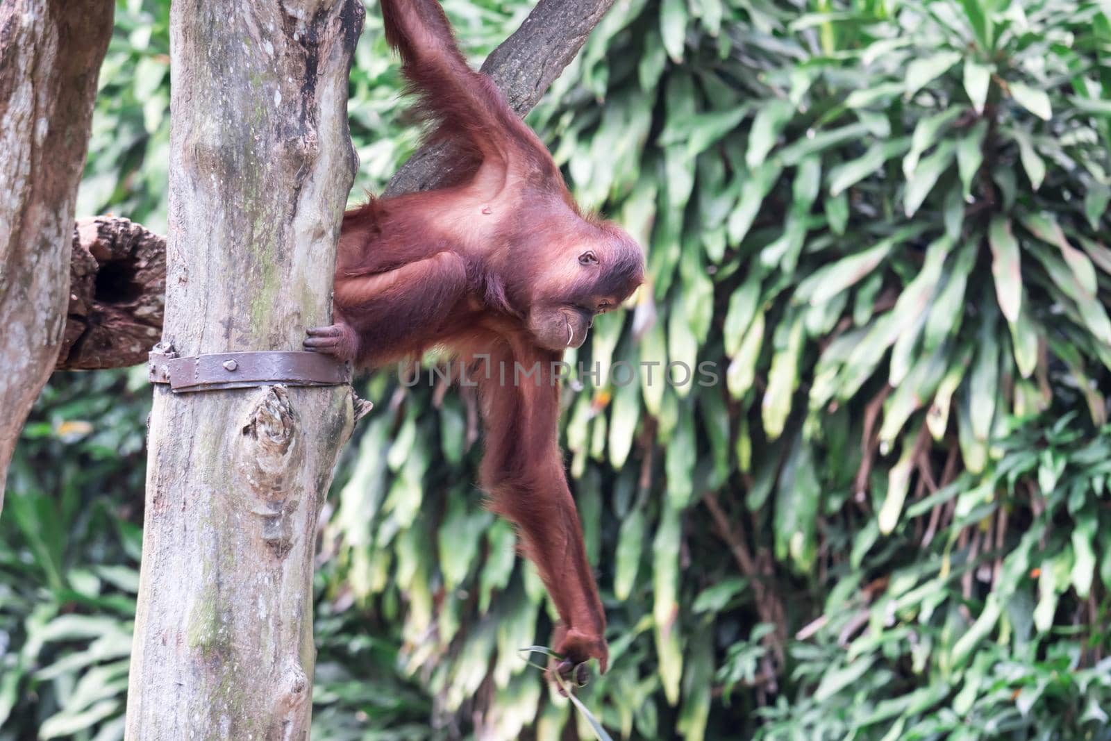 Bornean orangutan while swinging on vines in zoo