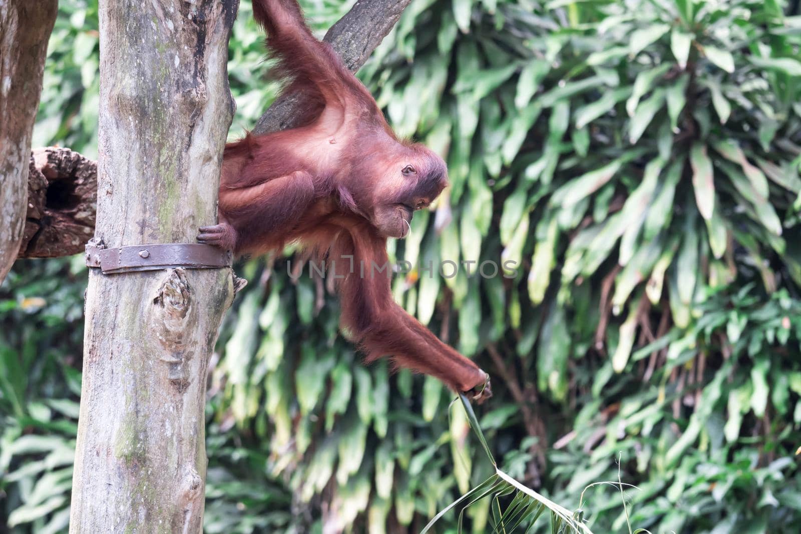 Bornean orangutan while swinging on vines in zoo