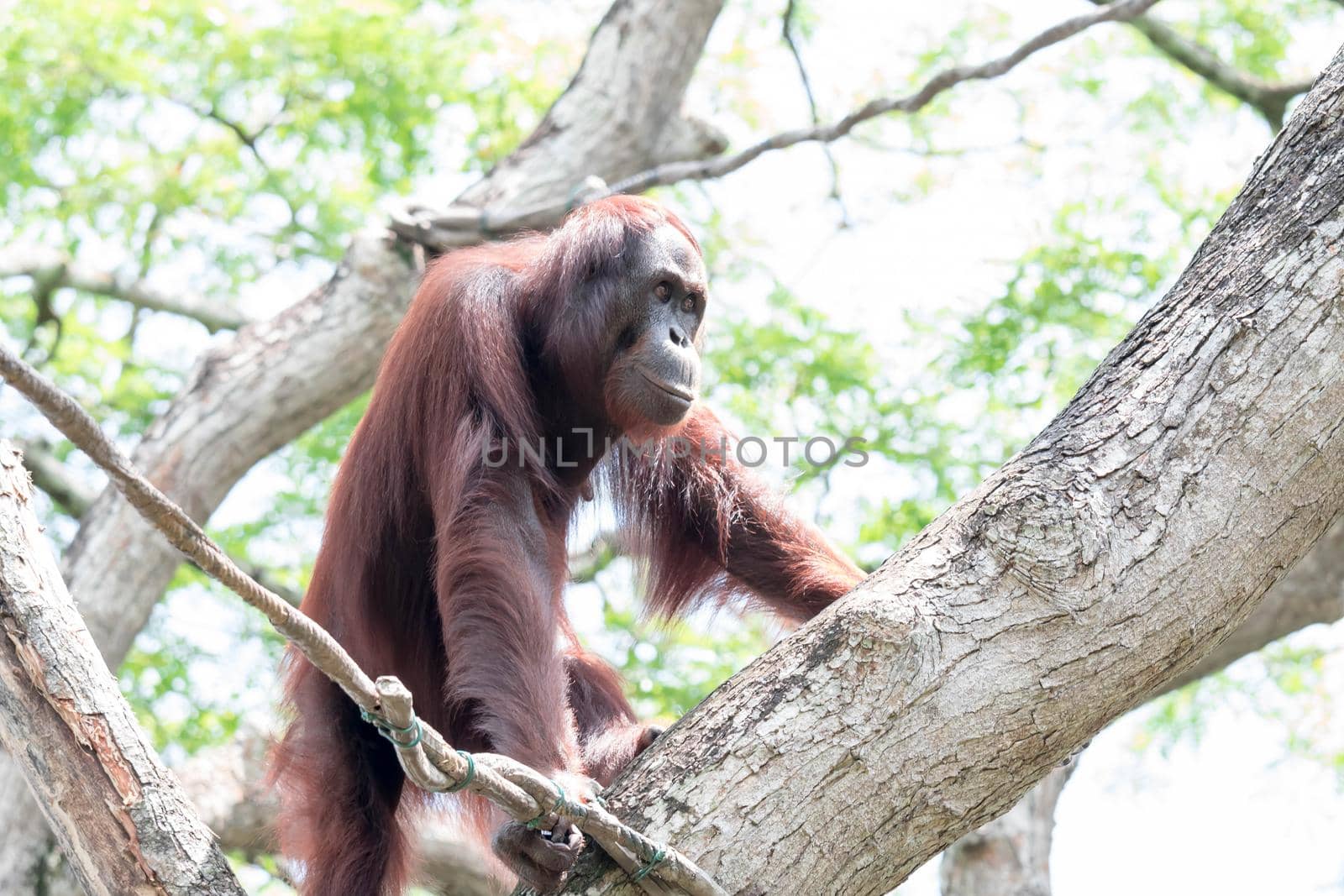 Bornean orangutan while swinging on vines in zoo