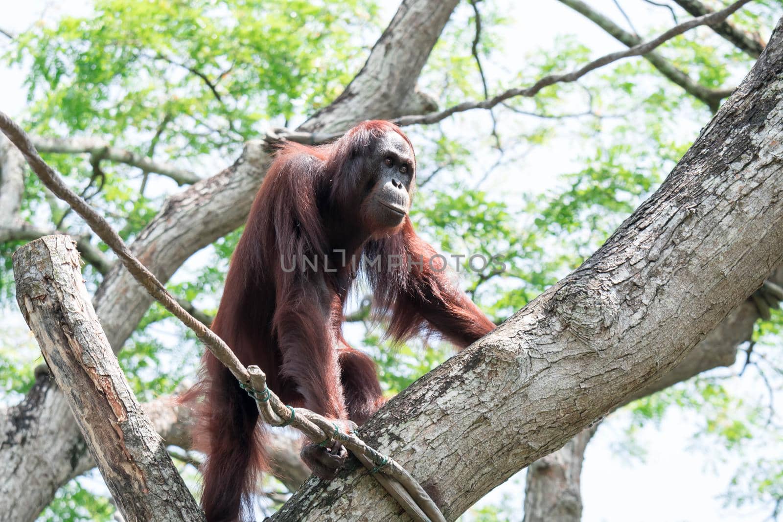 Bornean orangutan while swinging on vines in zoo