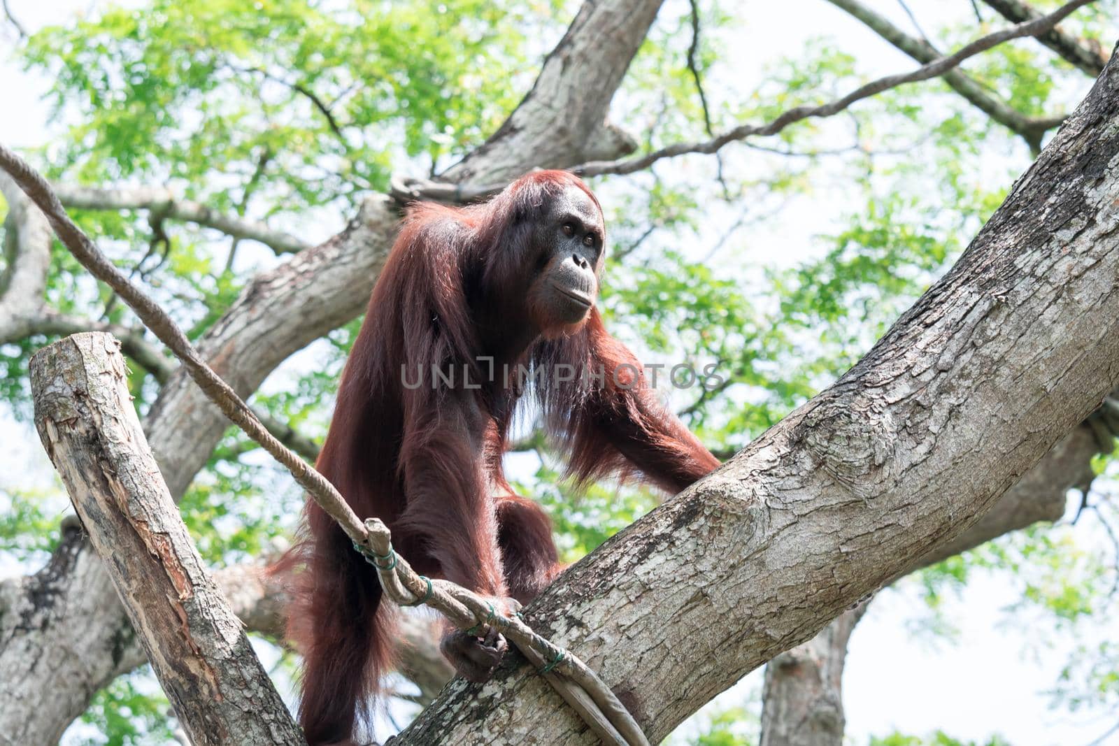 Bornean orangutan while swinging on vines in zoo