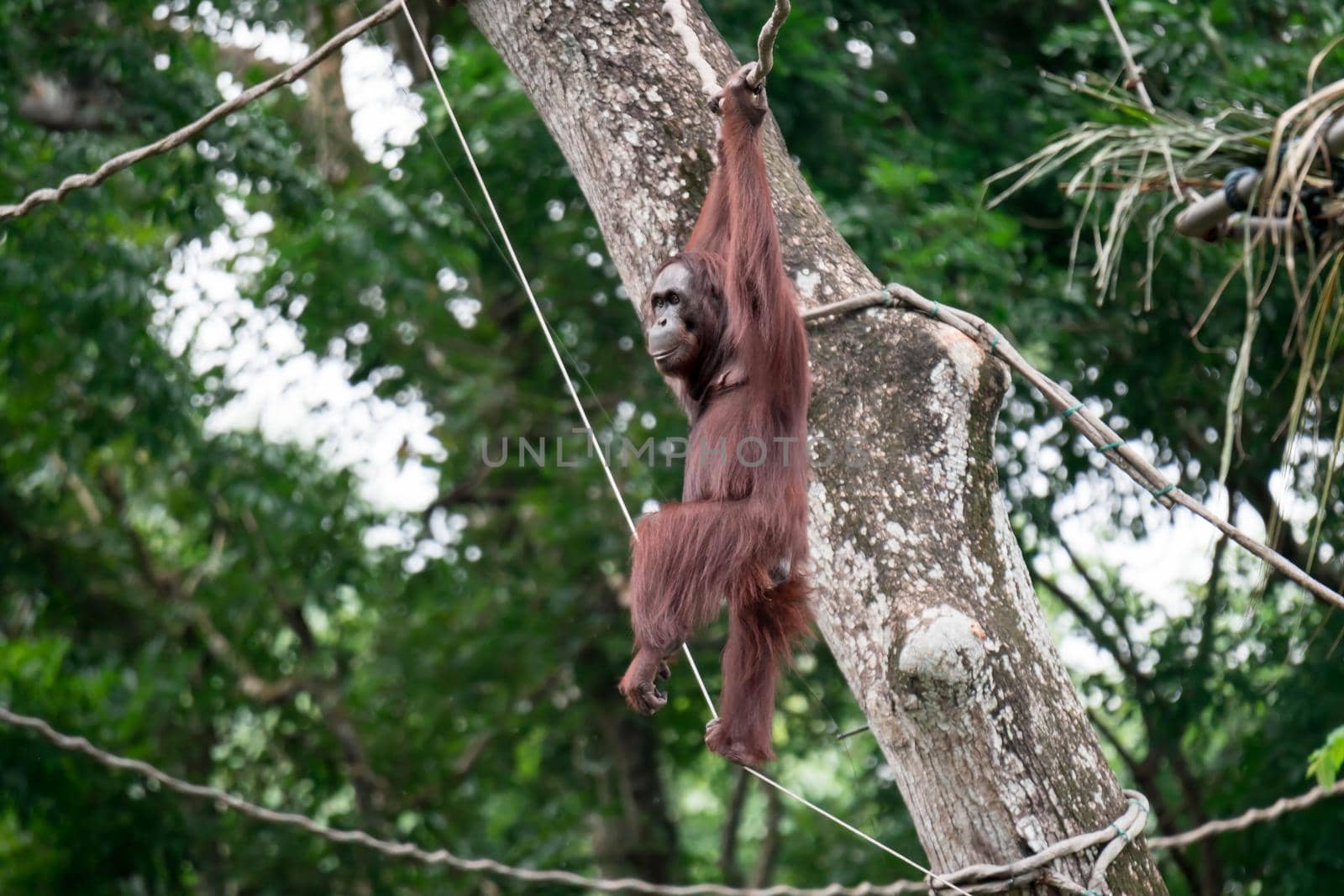 Bornean orangutan while swinging on vines in zoo