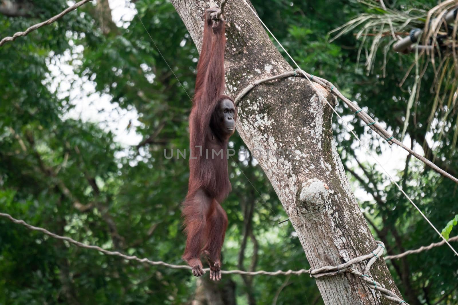 Bornean orangutan while swinging on vines in zoo